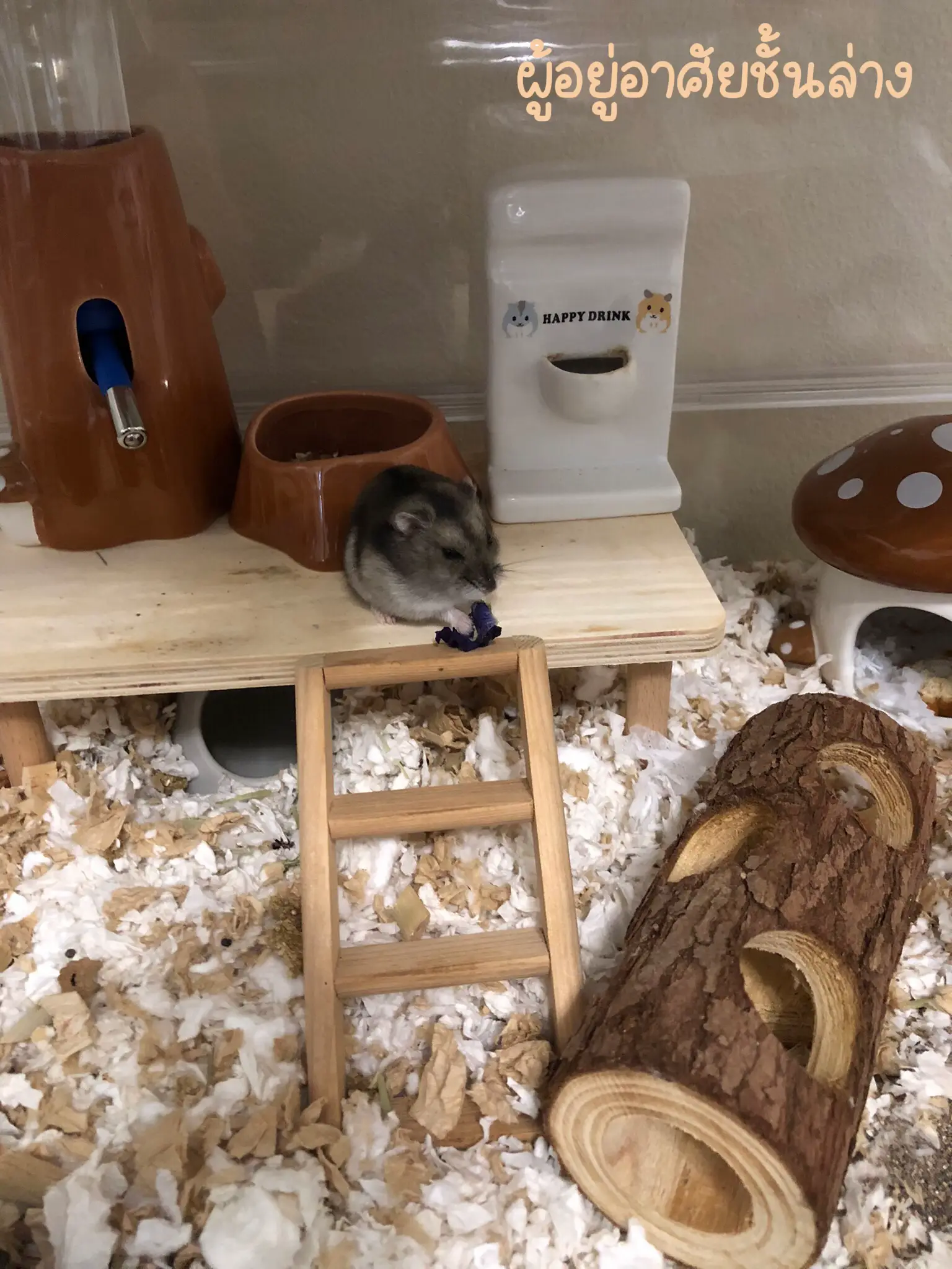 Minimalist shop hamster cage