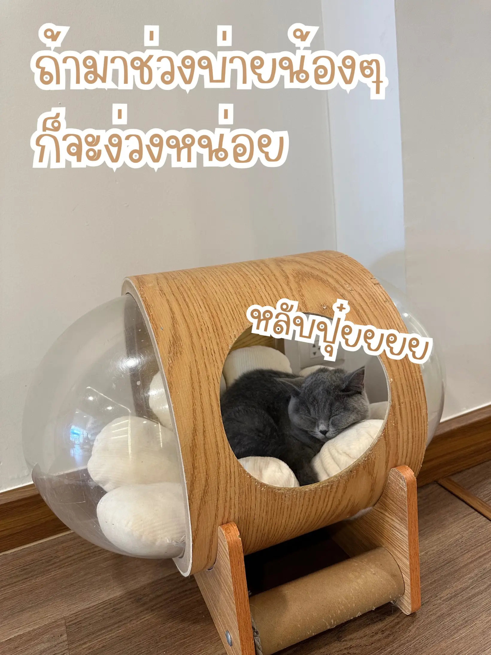 Take to the cafe where the most cats in some hundred thousand 🐈, MALI CAT  CAFE🥤, Gallery posted by เที่ยวTRIP🛩️