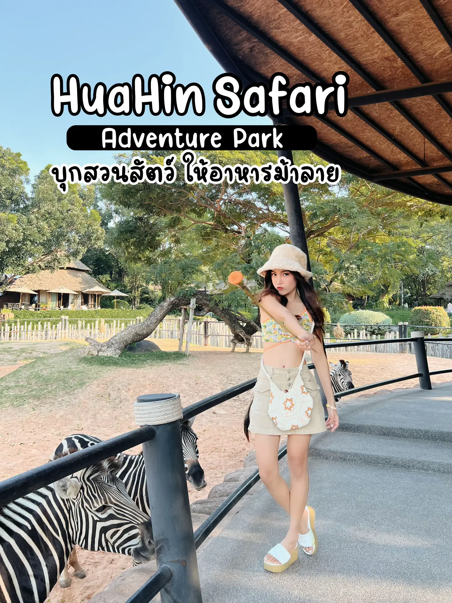 HuaHin Safari Zooに侵入して、シマウマに餌をやる🦓 💕 | Lollipoppuayが投稿したフォトブック | Lemon8