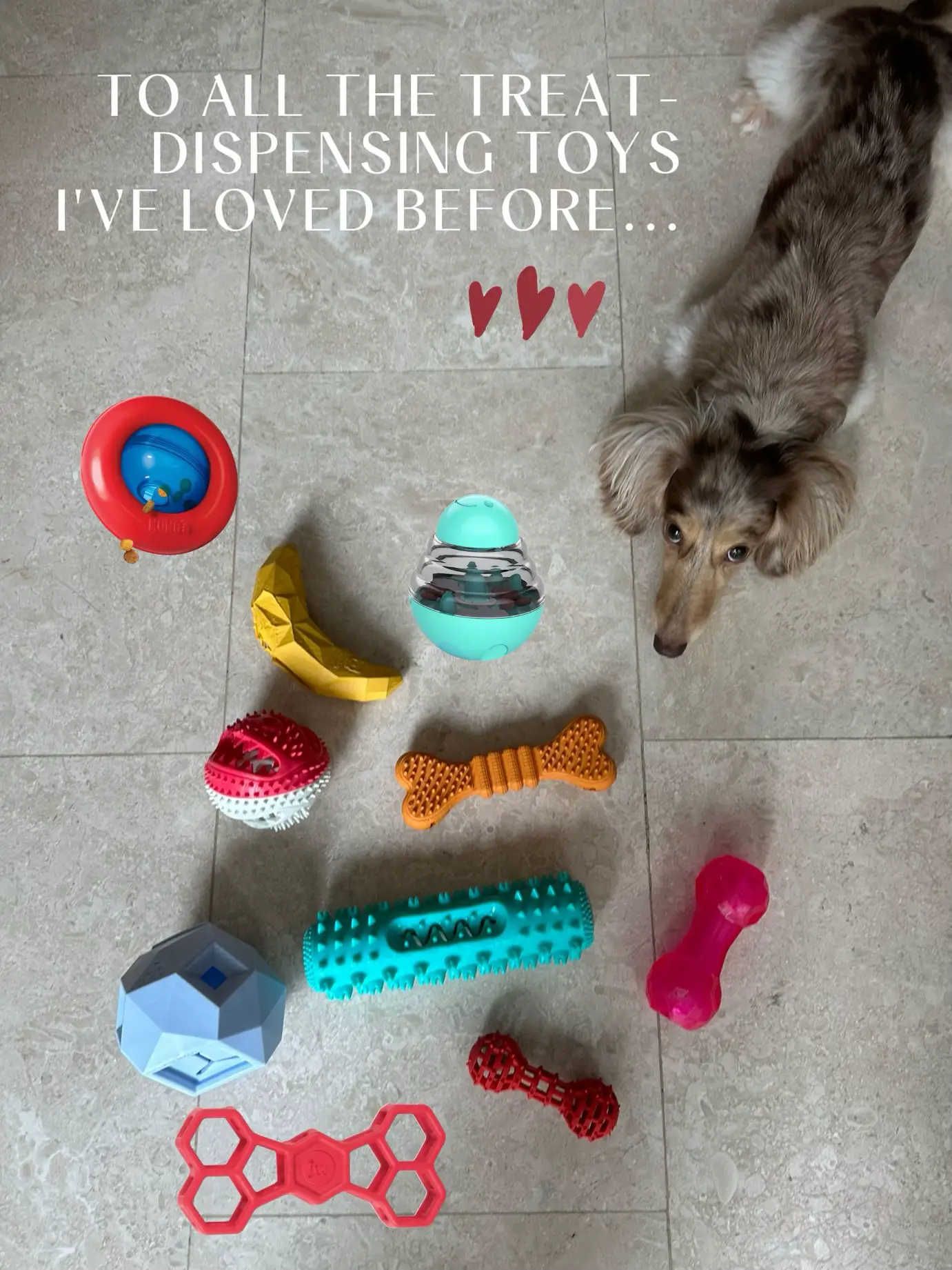 Finding The Perfect Toy Size for Your Dog - Lemon8 Search