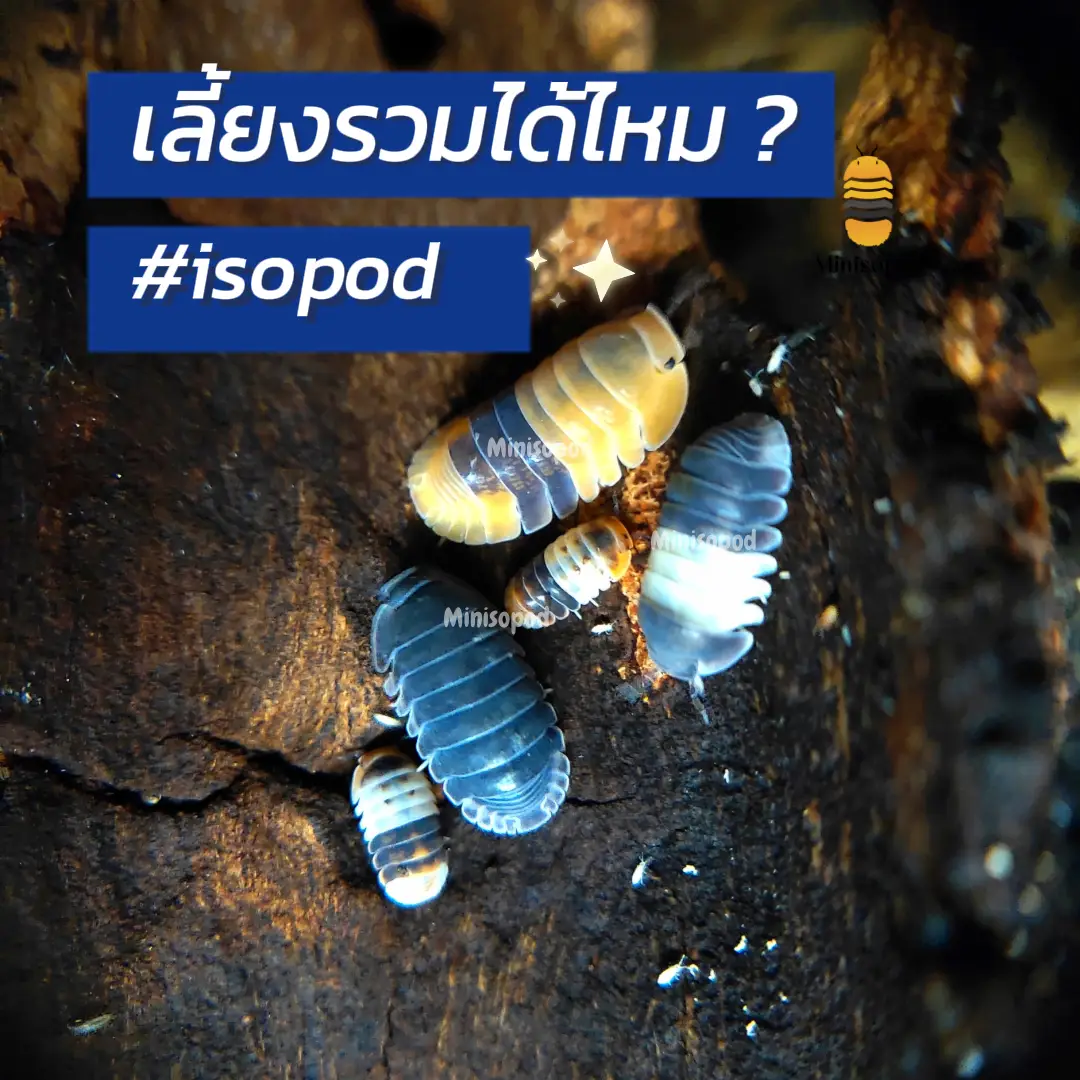Isopods One Isopod ไอโซพอดเลี้ยงรวมได้ไหม ? | Gallery posted by Minisopod | Lemon8