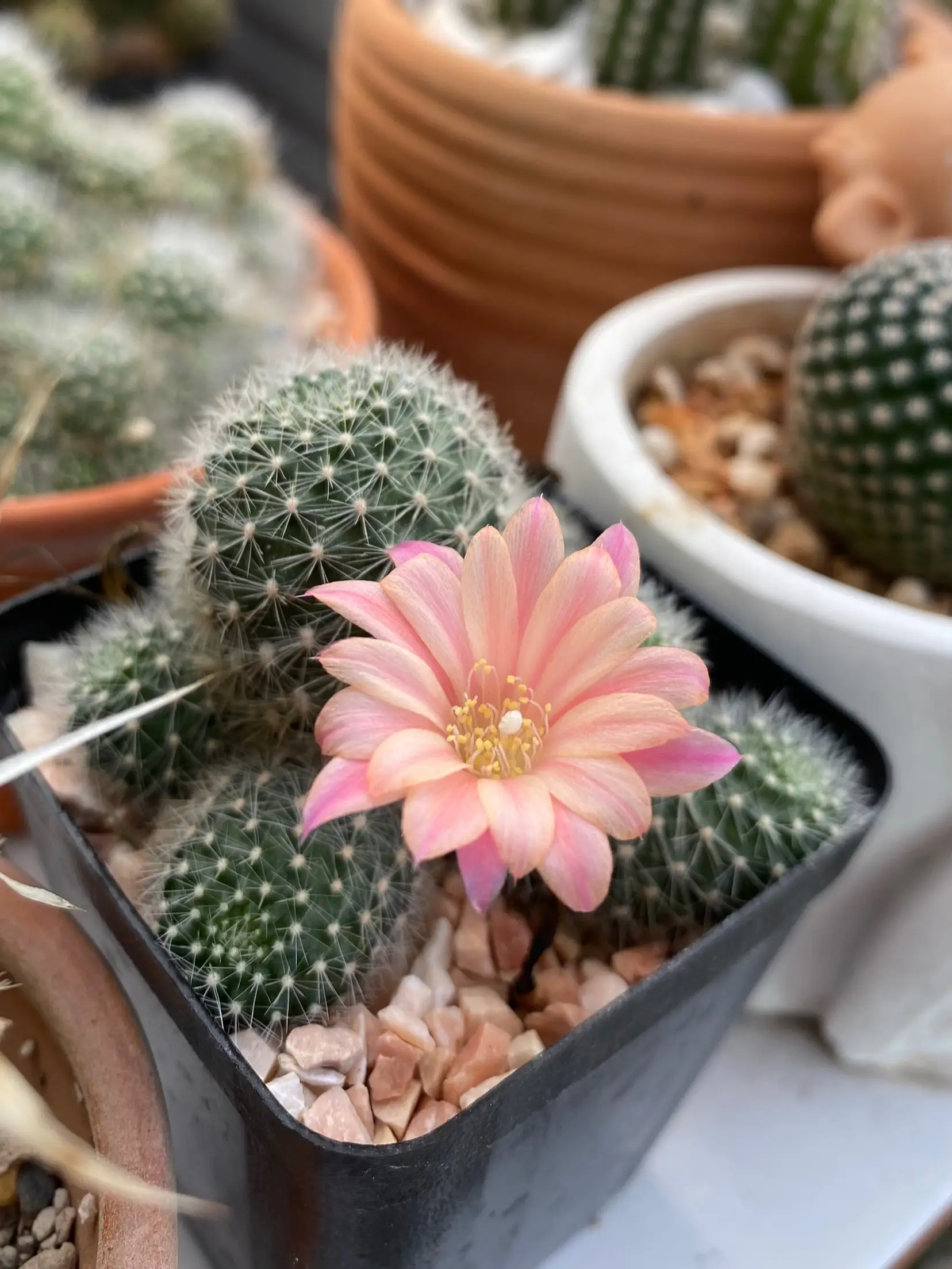 サボテンは甘いです。花の色がとても可愛いです。 | Nu.mが投稿した 