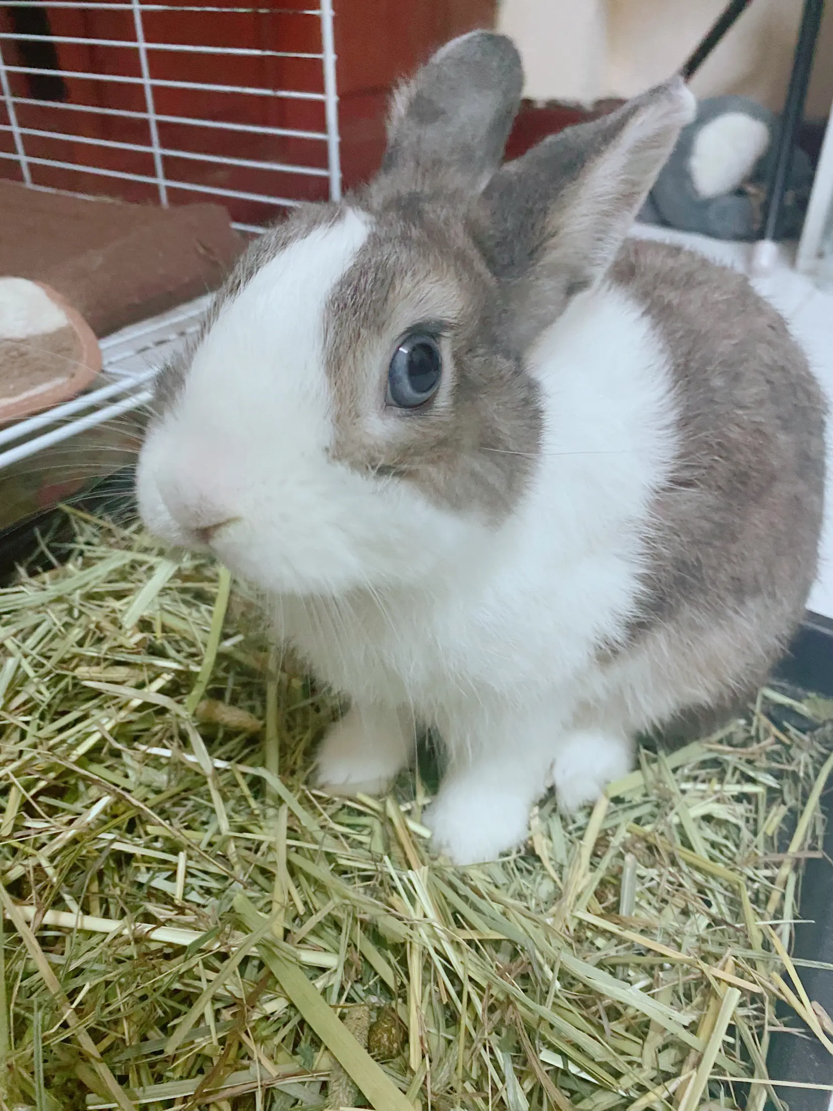 15 Adorable Bunnies Chilling In Cups  Cutest bunny ever, Cute little  animals, Cute baby animals