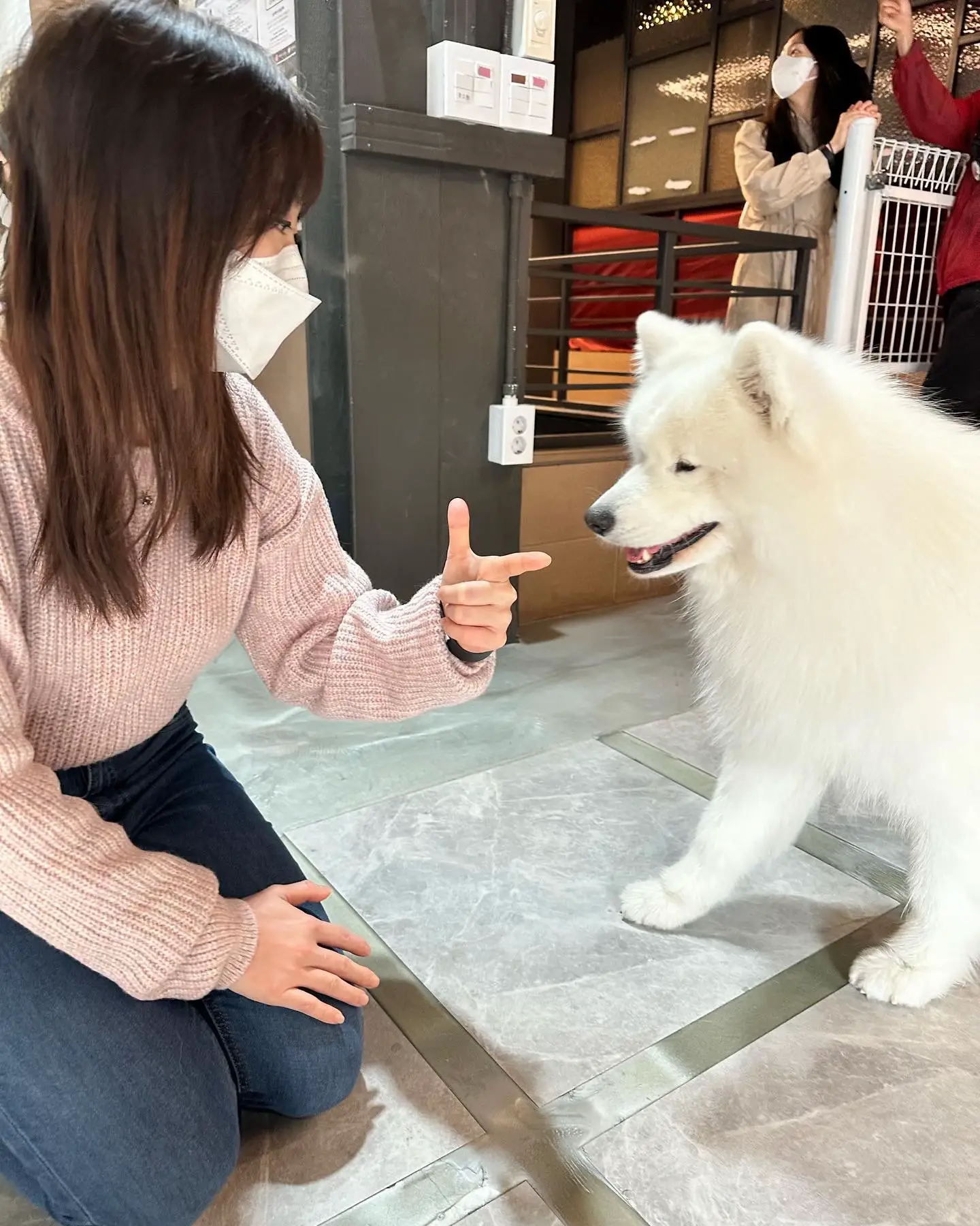 Famous samoyed best sale