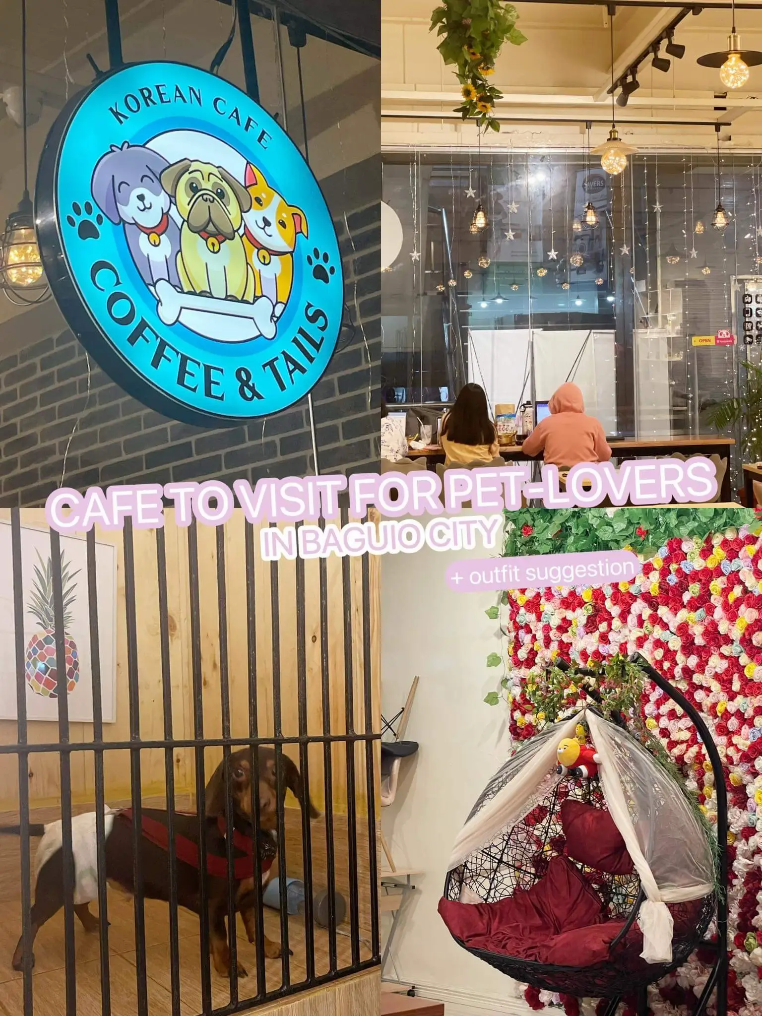 MUST TRY PET CAF IN BAGUIO CITY Gallery posted by