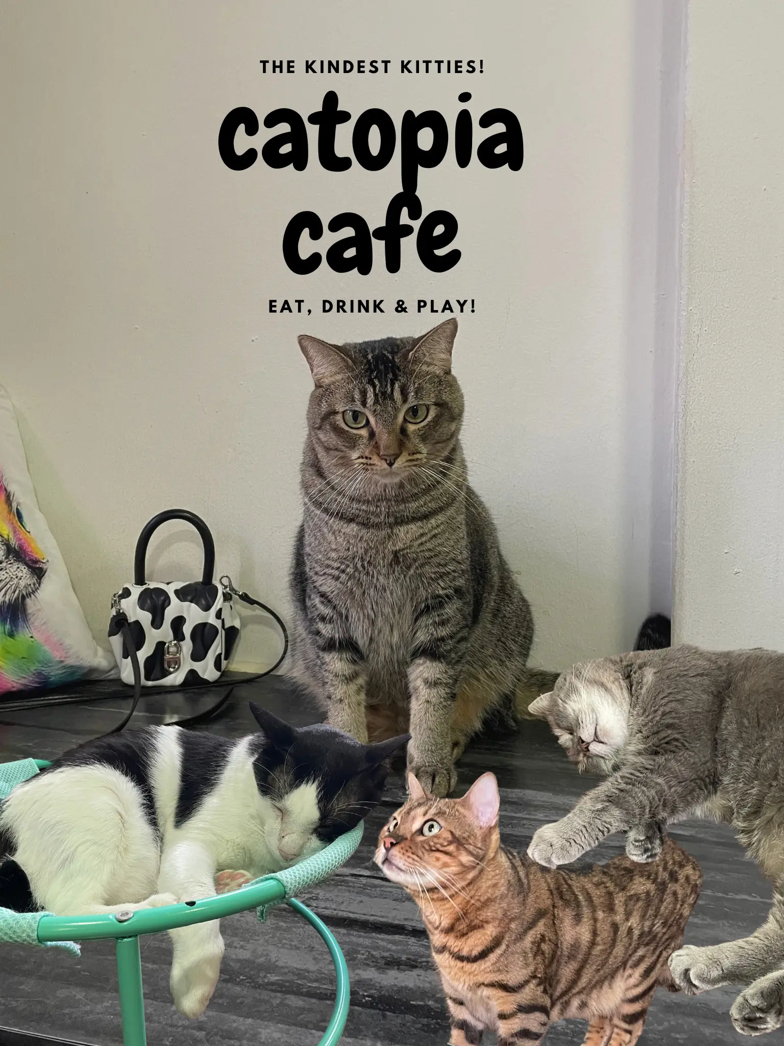 Catopia tree sale