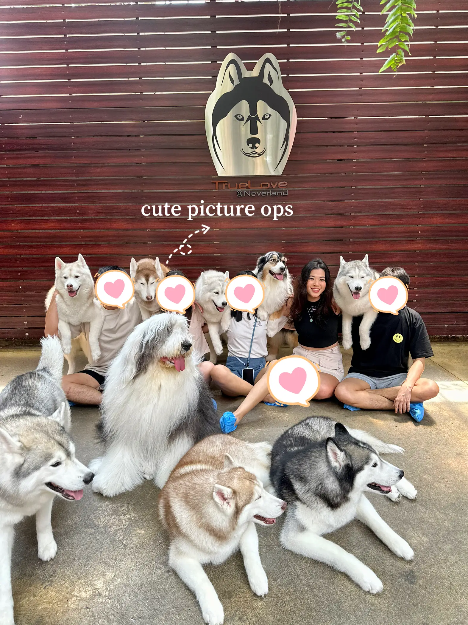 can a siberian husky live in singapore