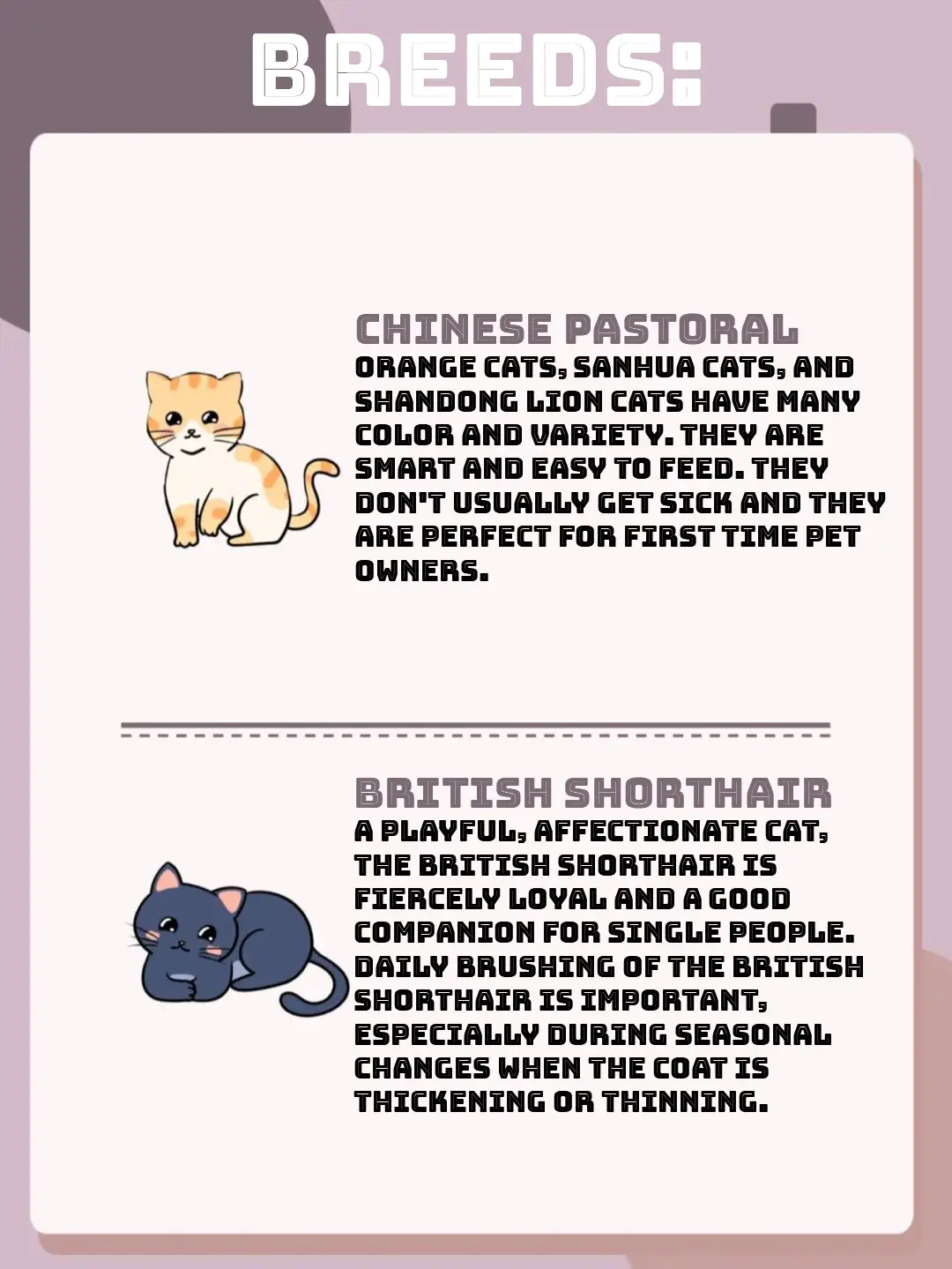 The 13 Best Cat Breeds for First-Time Owners - Affectionate Pet Cats