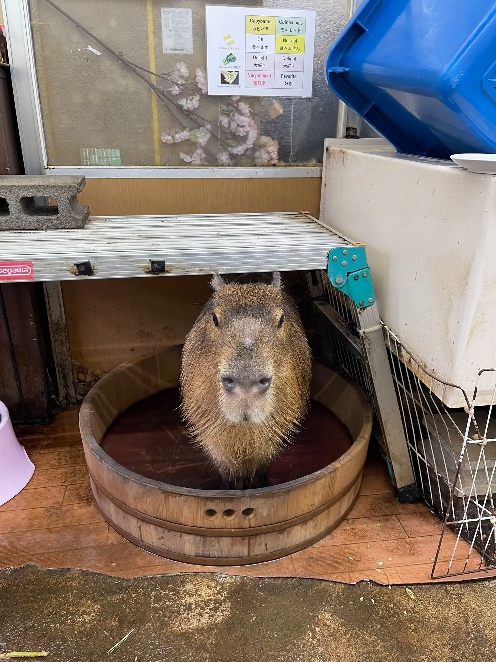 MUST-VISIT CAPYBARA LAND IN JAPAN!!! SO WORTH IT 💗, Gallery posted by ash