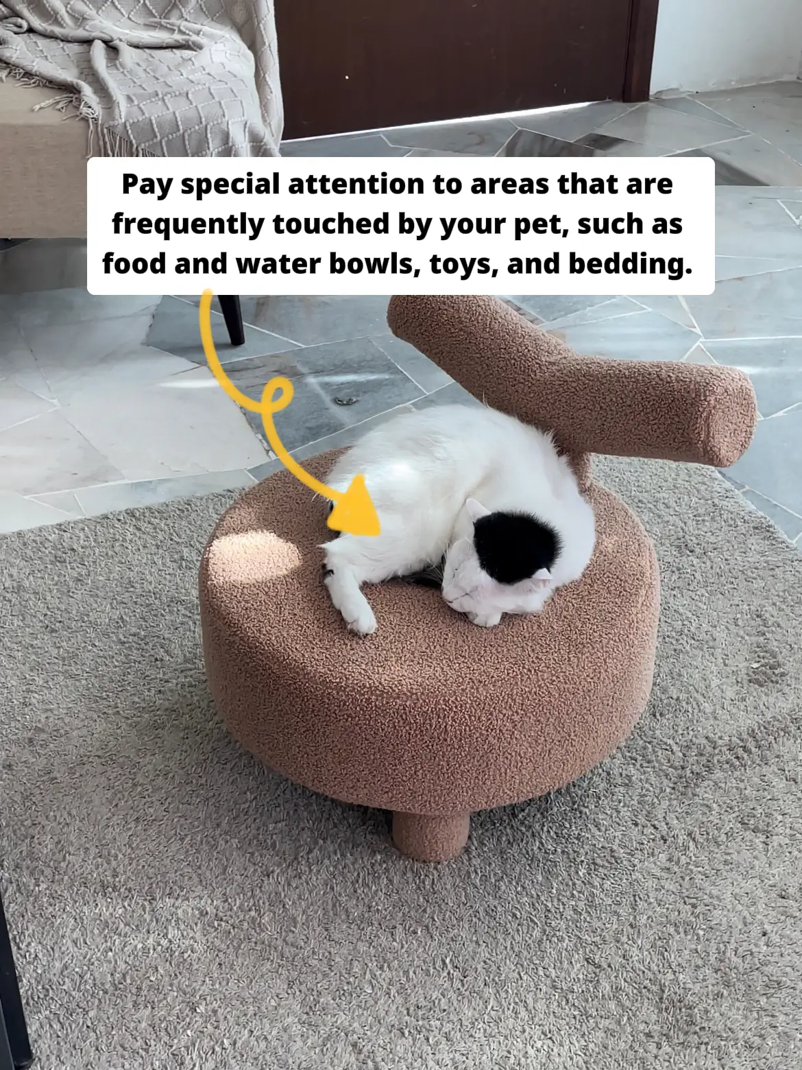 How Do You Disinfect a Pet Area At Home 🖤 Galeri disiarkan oleh