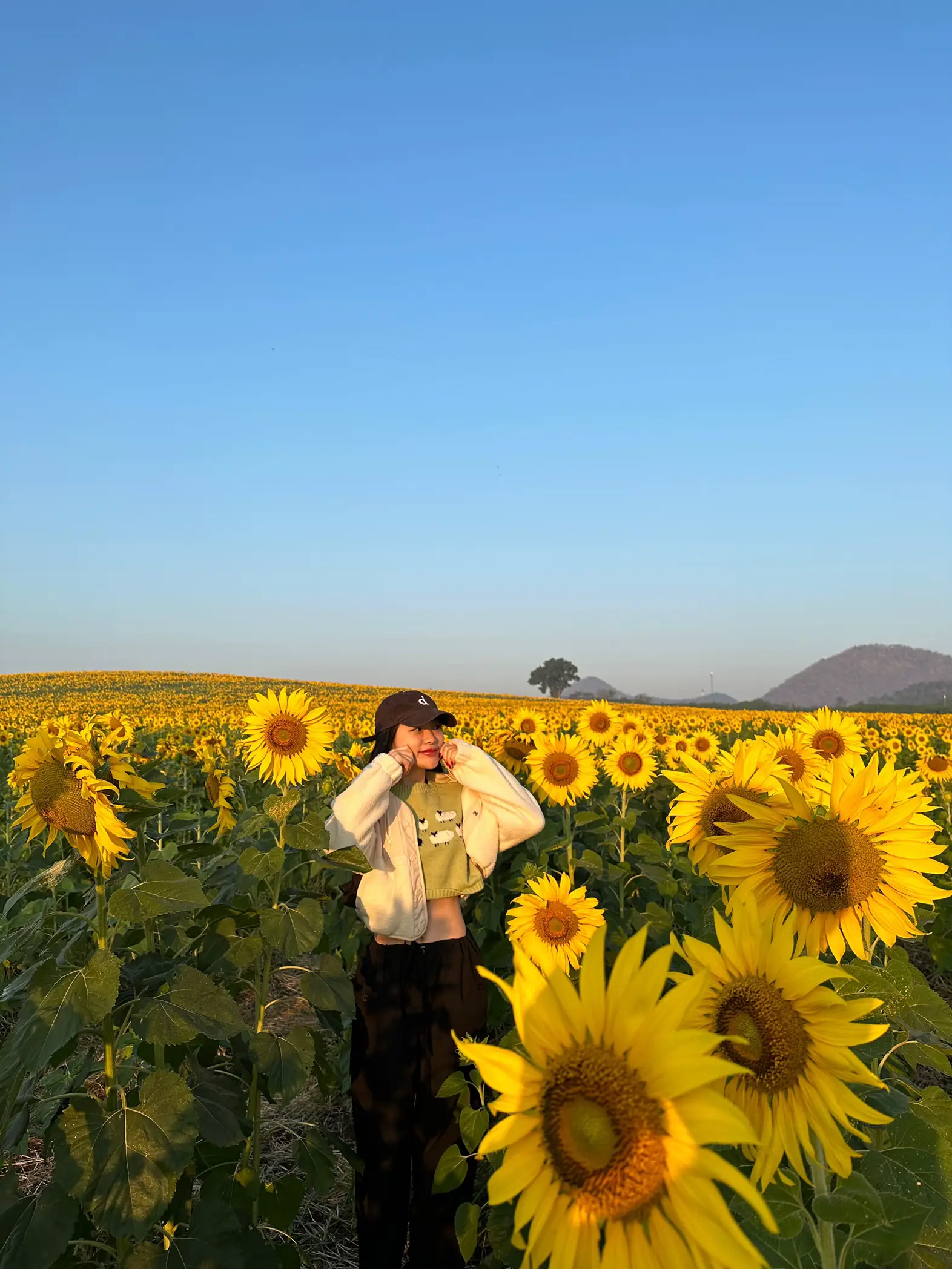 すでに咲いているひまわり🌻✨(18°C) | pimdaoが投稿したフォトブック | Lemon8