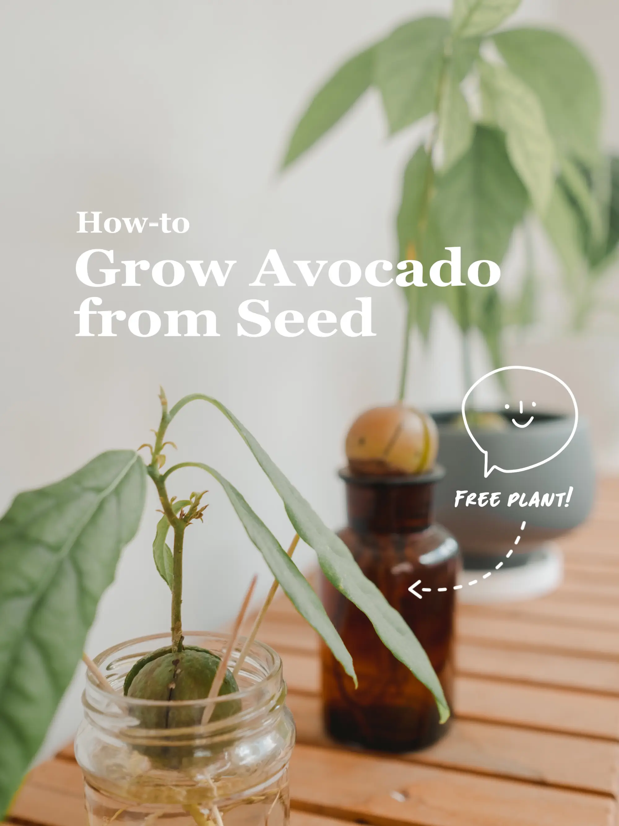 Theprivateavocado: A Guide To Growing Your Own - pocd3d1