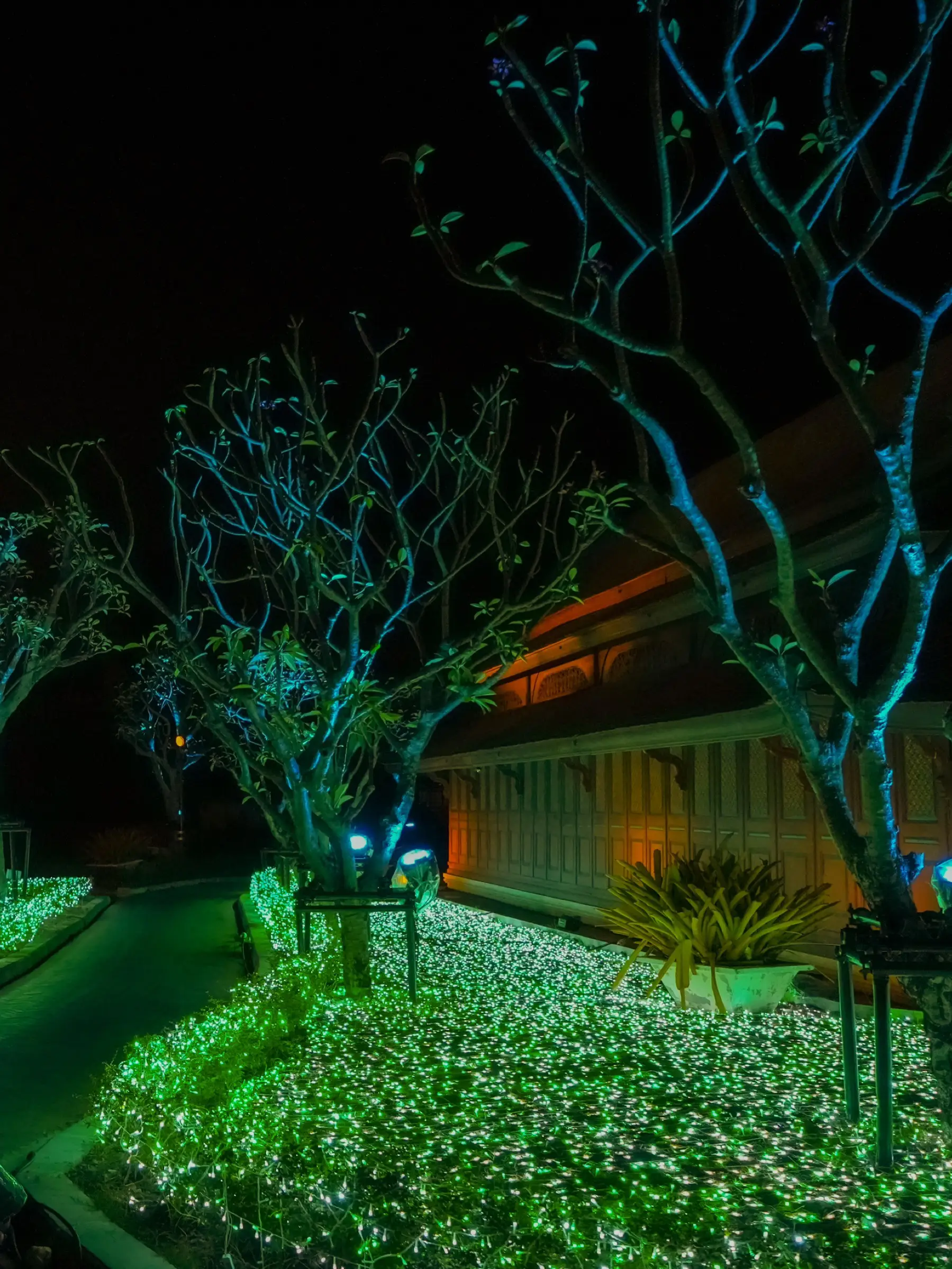 Ancient City Light Phase 2023 Fine Night Butterfly With Flowers ancient-city-light-phase-2023-fine-night-butterfly-with-flowers