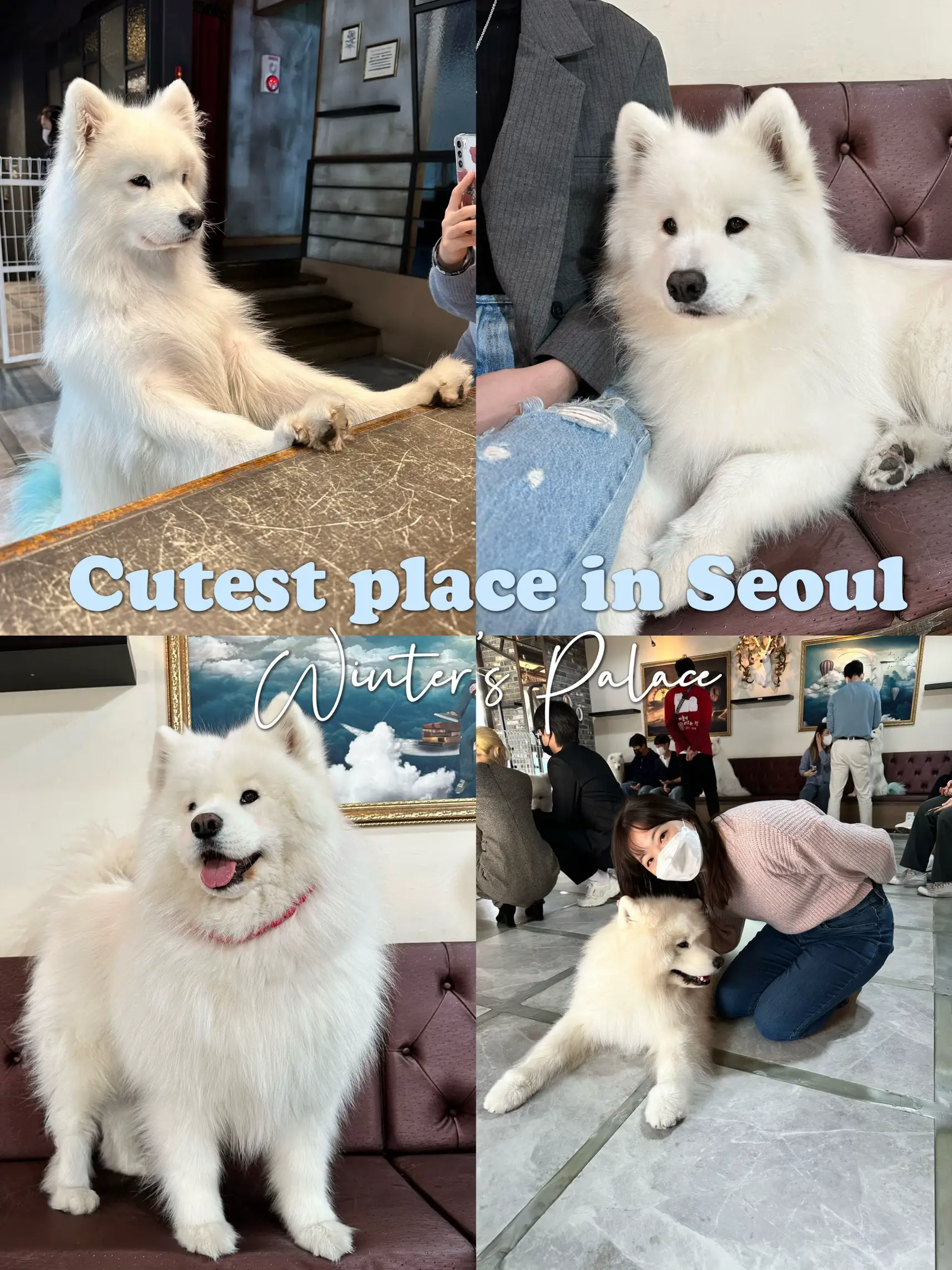 Famous samoyed best sale