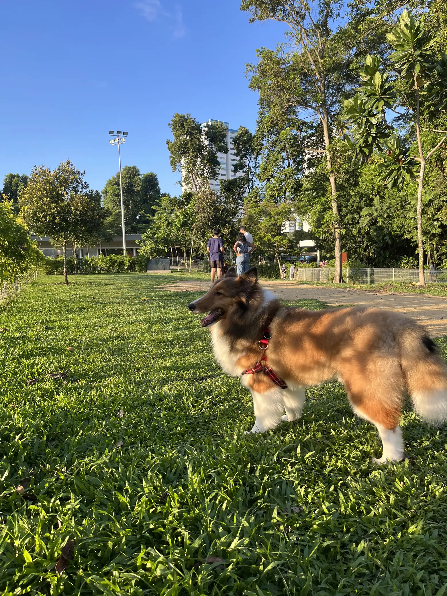 Enclosed dog store run near me