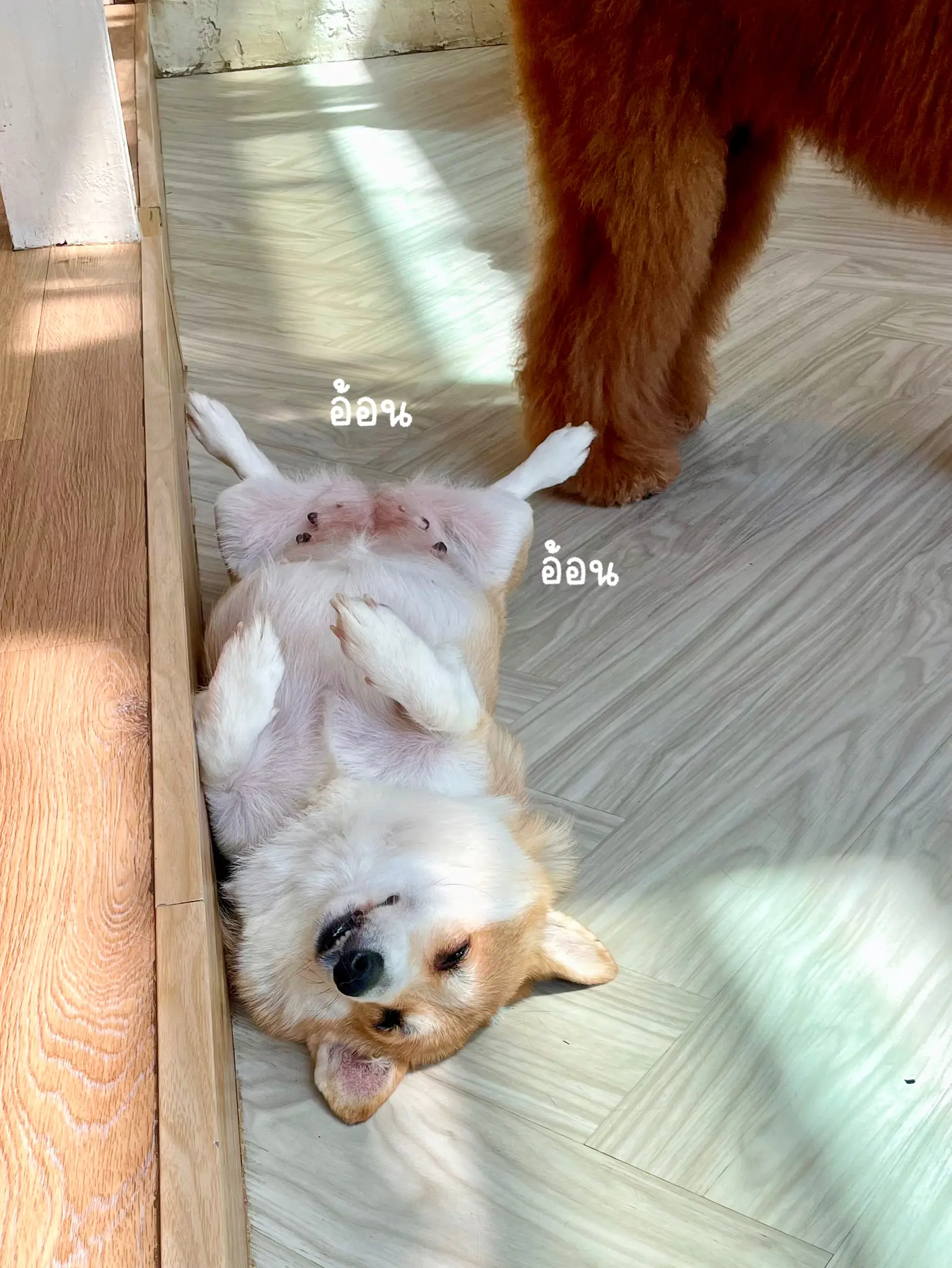 พาไปส่องความน่ารักน้องๆ🐶 @ Dog in town-Ari🫶🏻 | แกลเลอรีที่โพสต์โดย 💌 ...