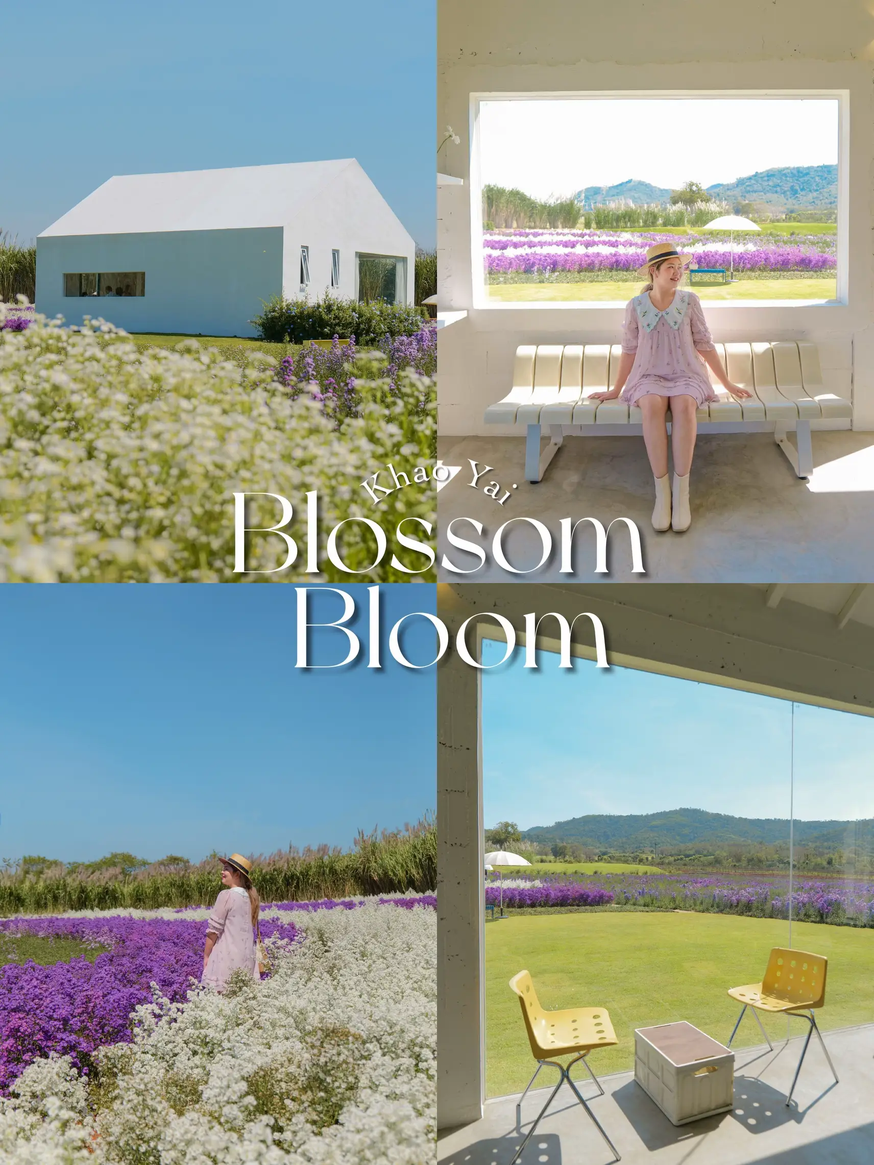 🌸 Blossom Bloom #คาเฟ่เปิดใหม่เขาใหญ่ อัพเดท 2023 | แกลเลอรีที่โพสต์โดย ...