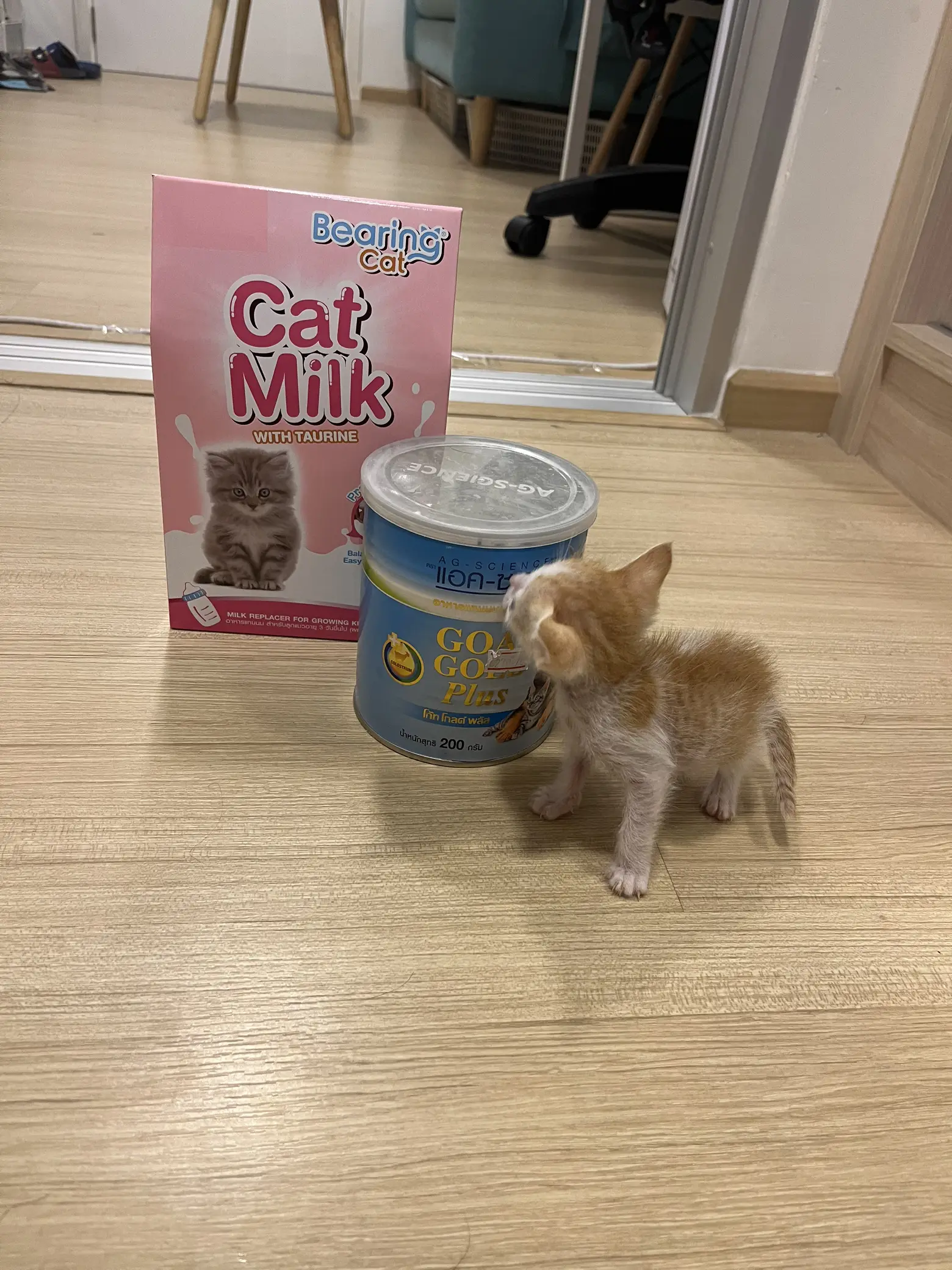 Is almond milk good for cheap kittens