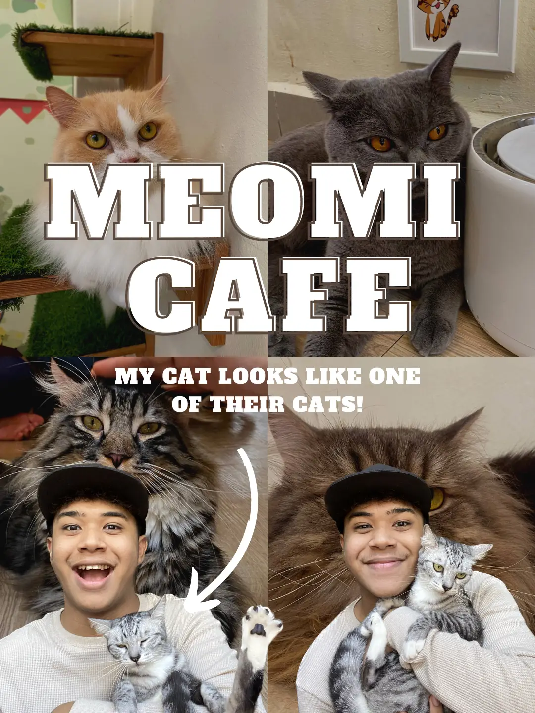 Meomi Cat Cafe  Burpple - 4 Reviews - Bugis, Singapore