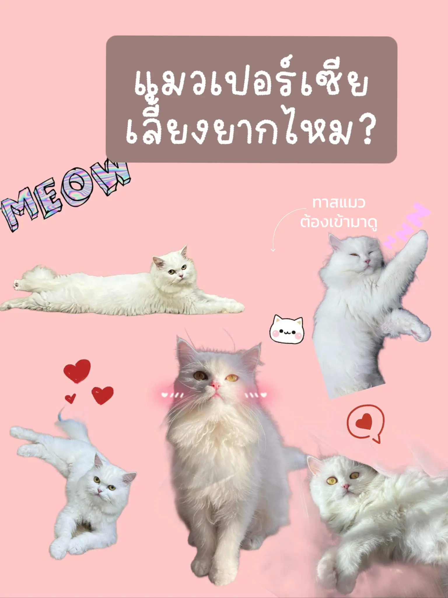 แมวเปอร์เซียเลี้ยงยากไหม 🐱 | แกลเลอรีที่โพสต์โดย April✨ | Lemon8