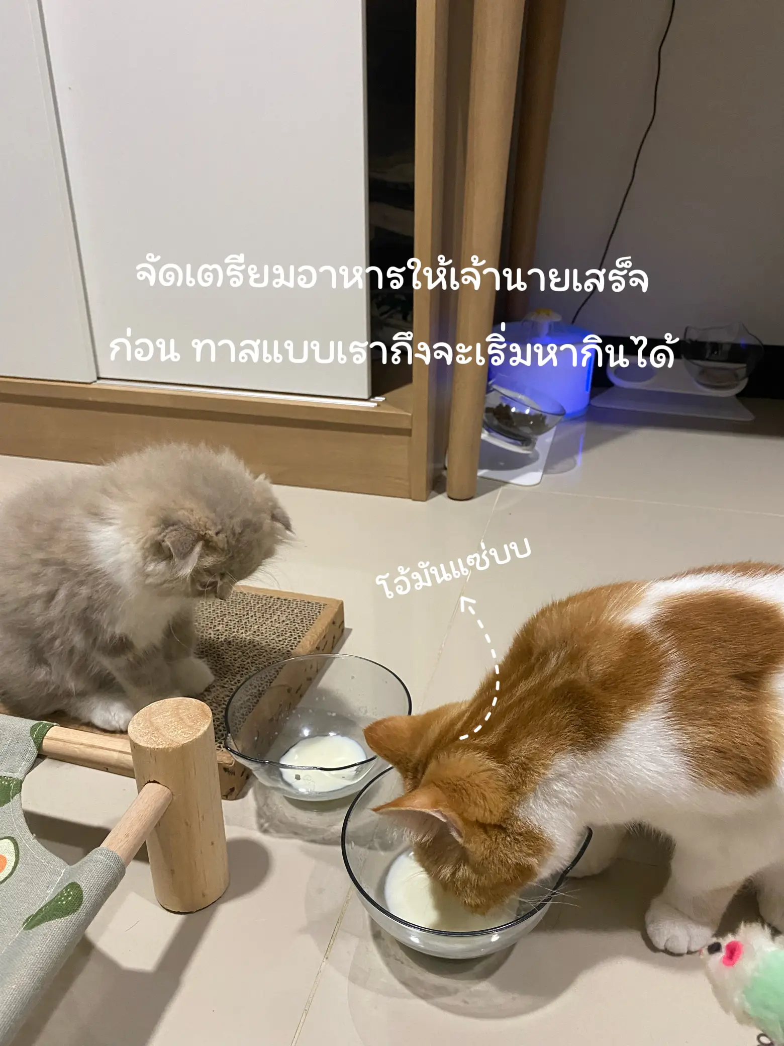 1 day life review of cat slaves🐈 | Gallery posted by Navit