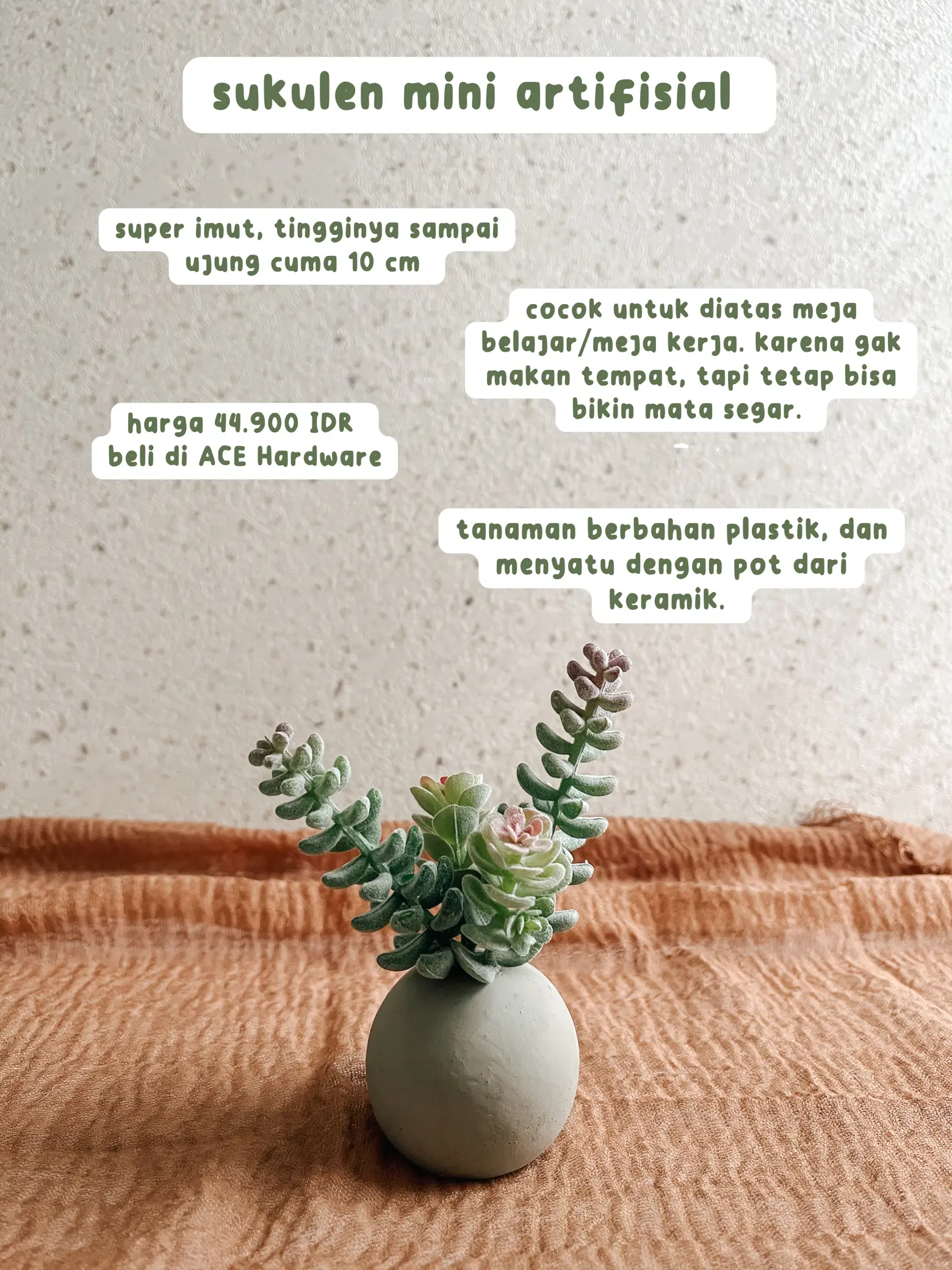 Tips merawat tanaman hidup di kamar kos 🪴, Gallery posted by Wanda  Bastian