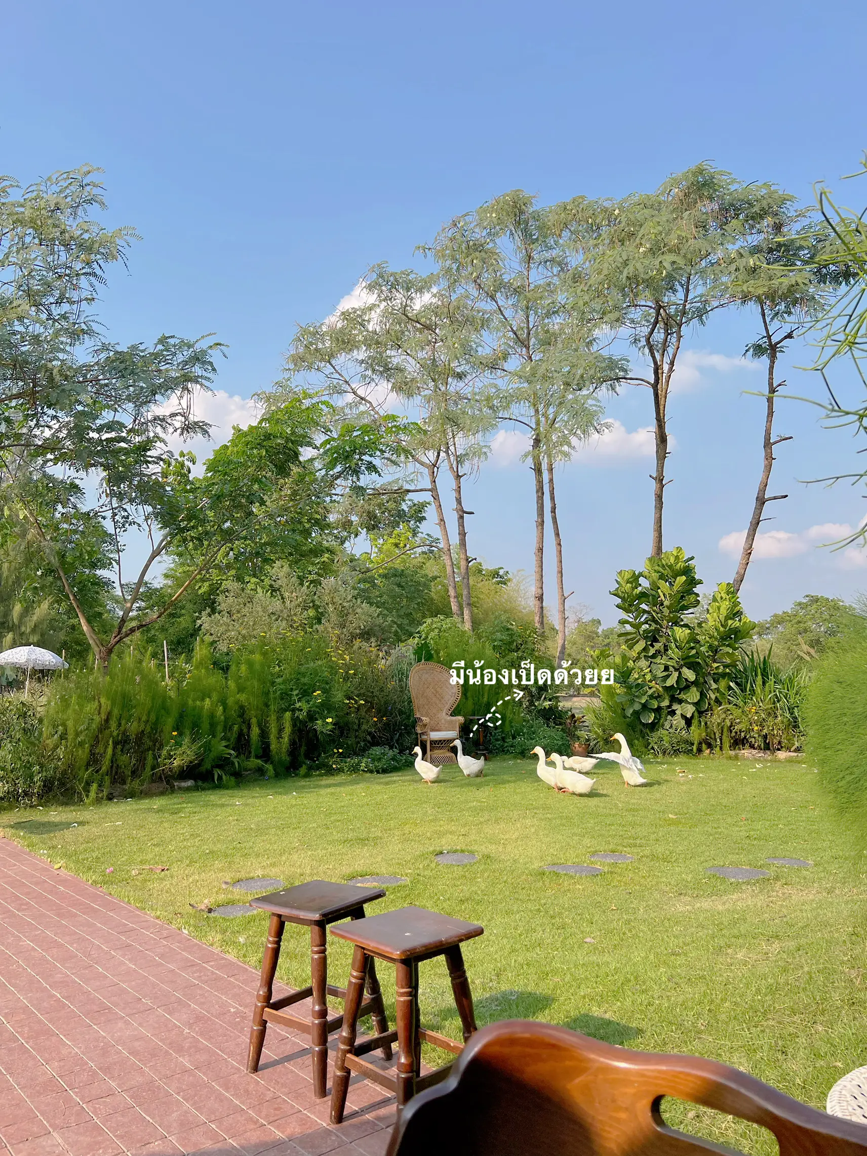 จิบชา ชมสวน💗🌷 ที่โฮมคาเฟ่ลับ ๆ Soontaree's life | แกลเลอรีที่โพสต์โดย ...