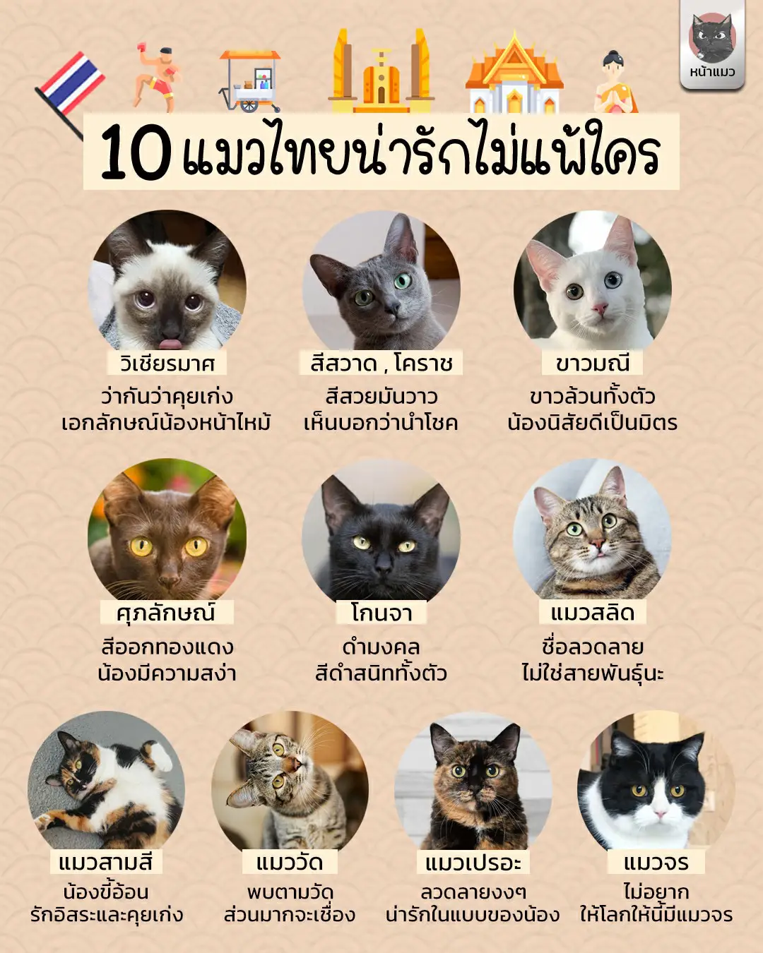 10 แมวไทยสุดน่ารัก 🇹🇭 | แกลเลอรีที่โพสต์โดย หน้าแมว | Lemon8