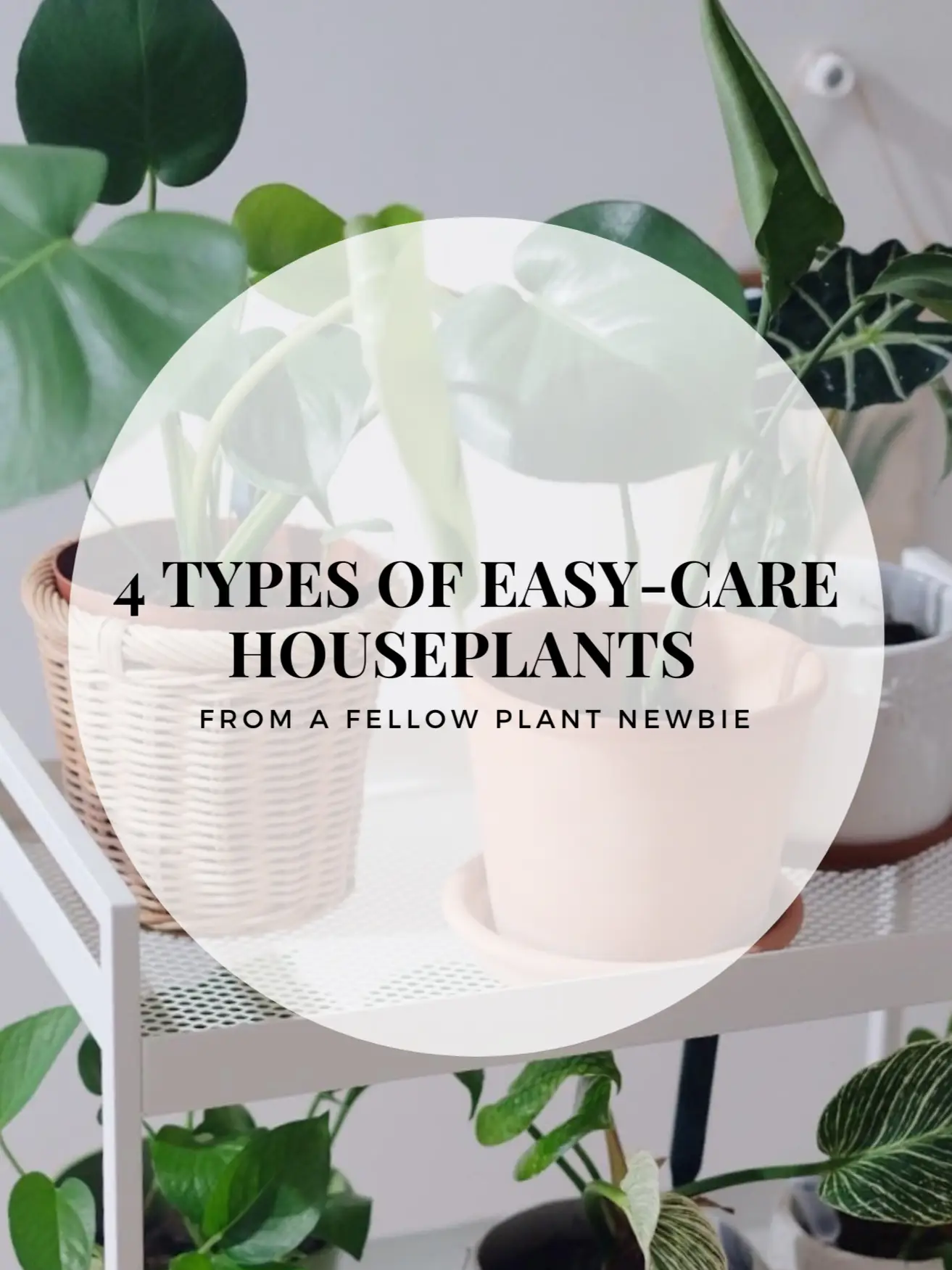 🪴 4 EasyCare Houseplants for Plant Newbies แกลเลอรีที่โพสต์โดย Nat