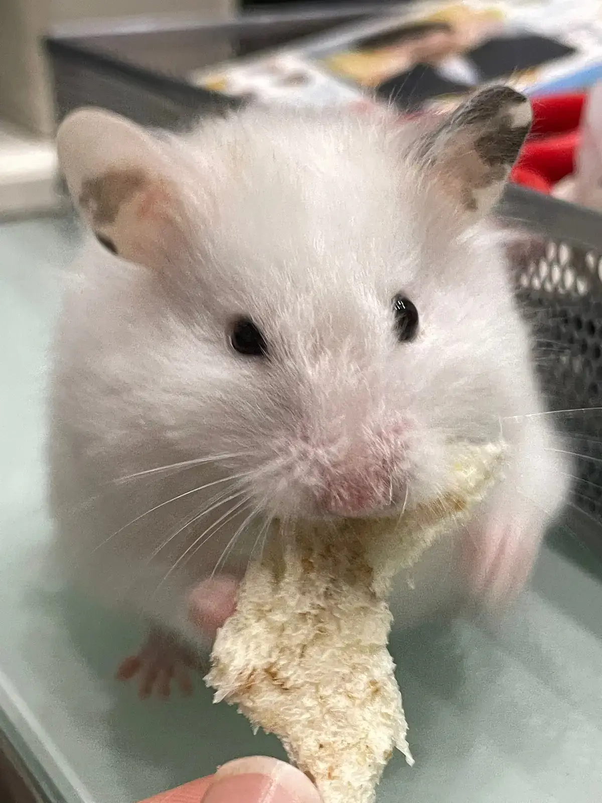 Pet Supplies Plus Rochester, NY It's National Hamster Day!, 58 OFF