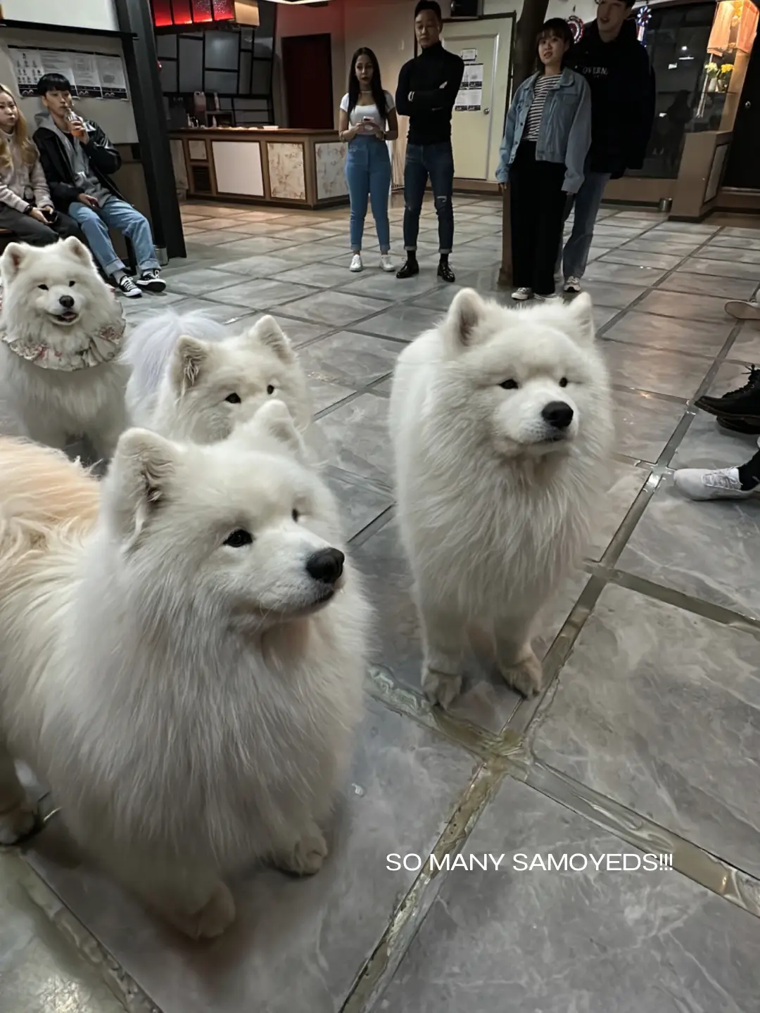 Samoyed hdb hot sale approved