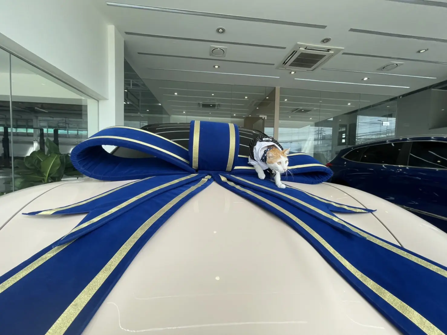 Ora Good Cat รถ EV สุดน่ารักกกก ทาสแมวต้องกรี๊ด!! | แกลเลอรีที่โพสต์โดย ...