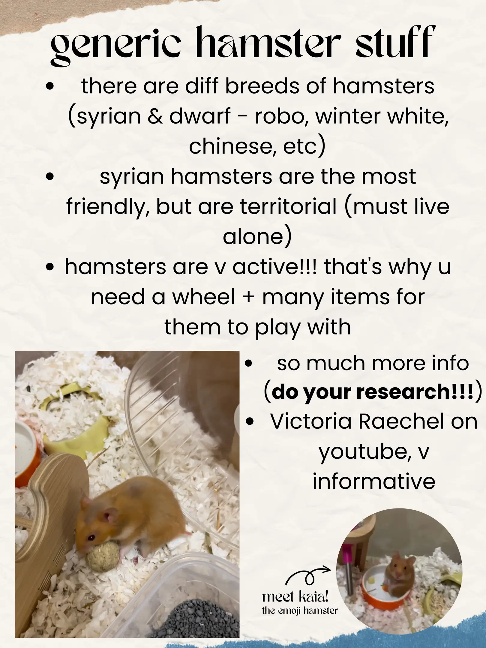 Cheap hamster outlet stuff