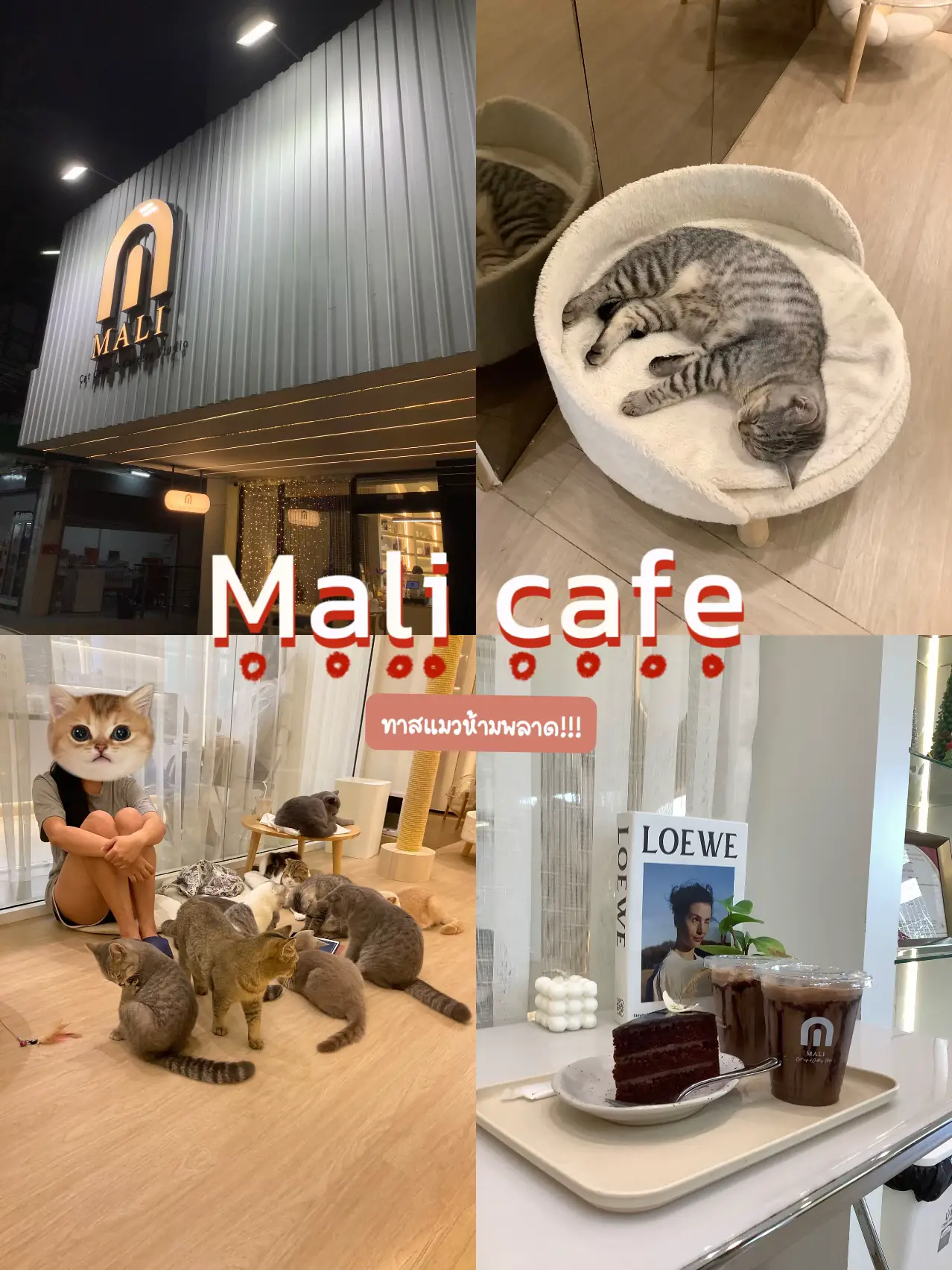 Take to the cafe where the most cats in some hundred thousand 🐈, MALI CAT  CAFE🥤, Gallery posted by เที่ยวTRIP🛩️