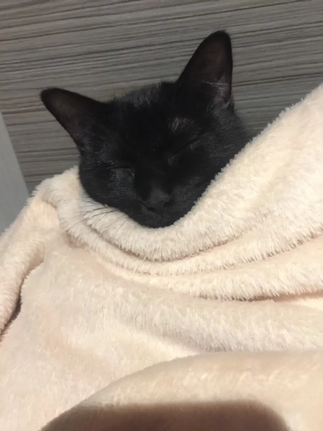 Black Cat is Good Luck🐈‍⬛🖤 แกลเลอรีที่โพสต์โดย Nalinrich Lemon8