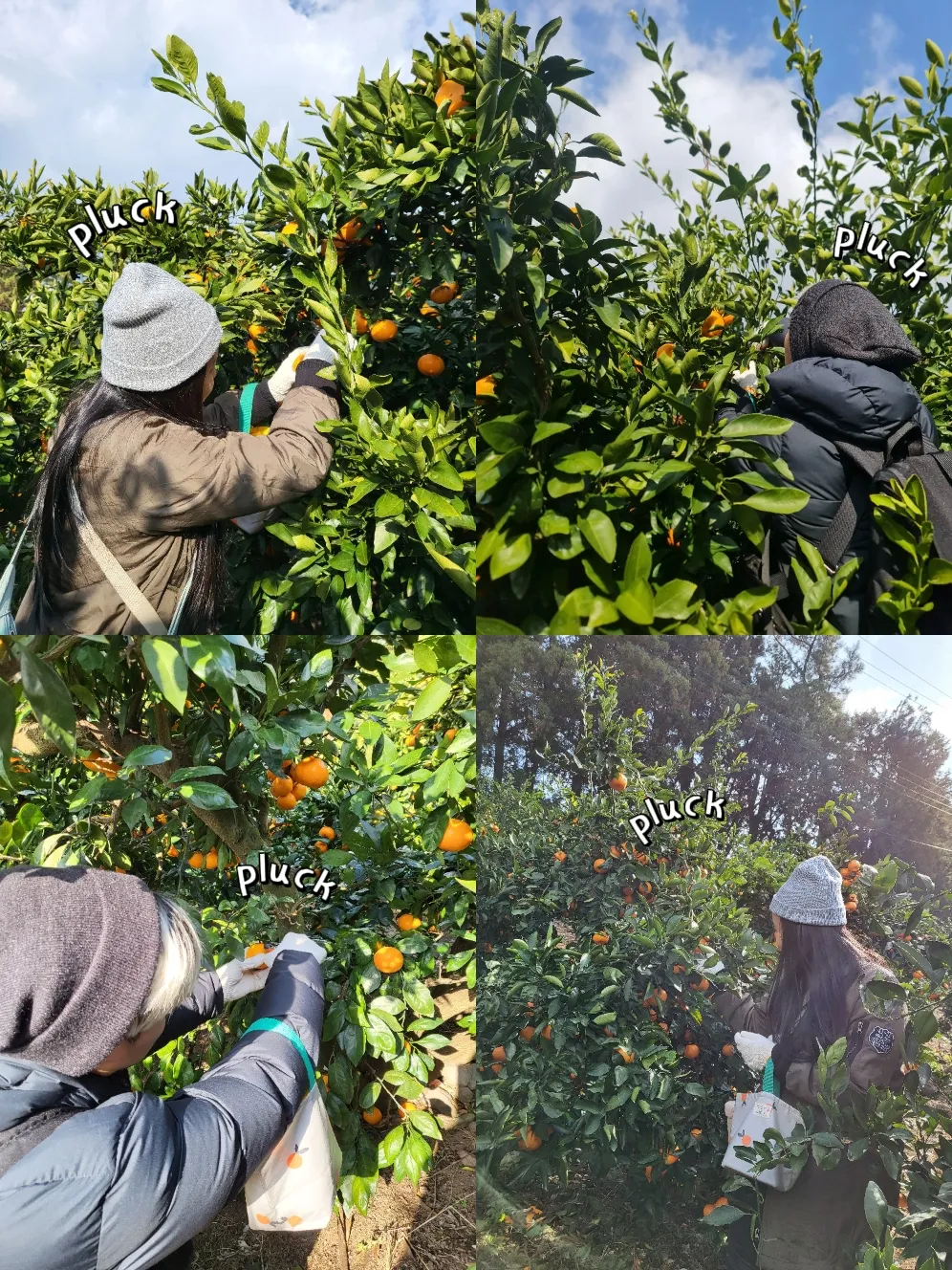 Jeju Tangerine Iconic Bucket Hat