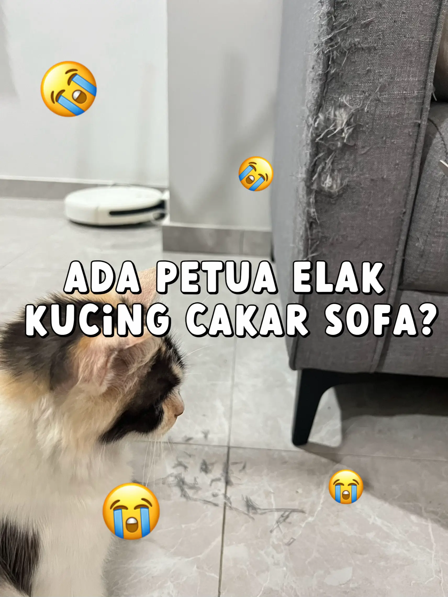 TOLONGGG!! ADA PETUA ELAK KUCING CAKAR SOFA?? Galeri disiarkan oleh