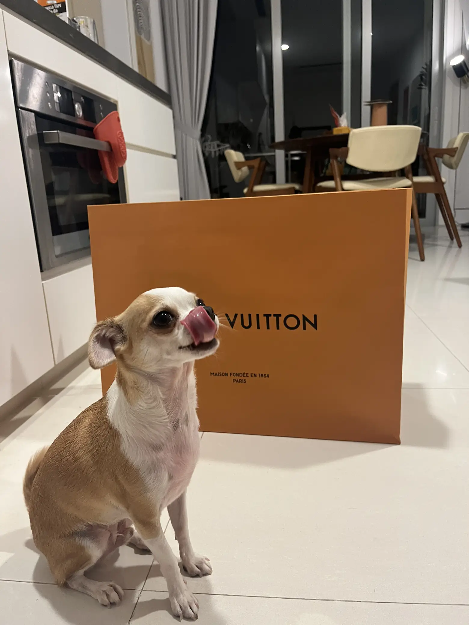 Parris with a Louis Vuitton bag and 4 Chihuahuas.