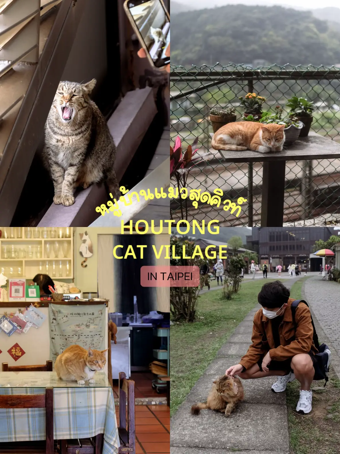 Houtong Cat Village猫の村 🏠🐈 | หนีนายไปJourneyが投稿したフォトブック | Lemon8