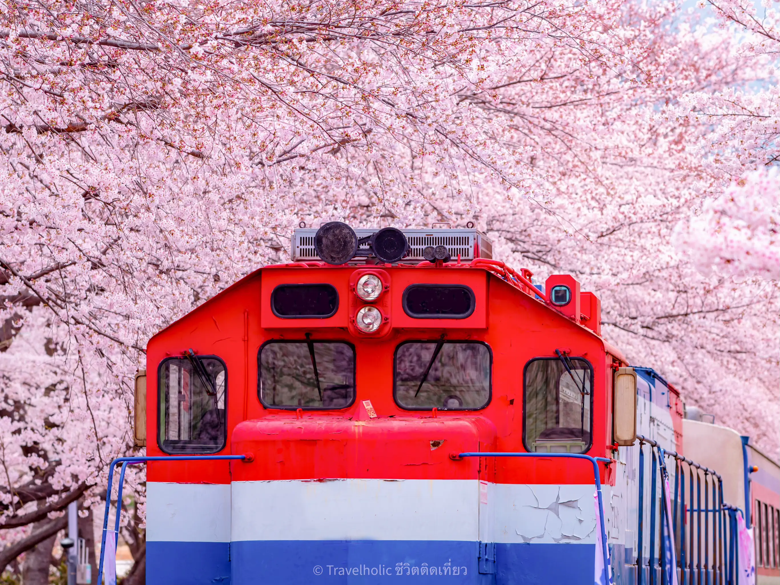 Jinhae Cherry Blossom Festival 2024 Dates การค้นหาใน Lemon8