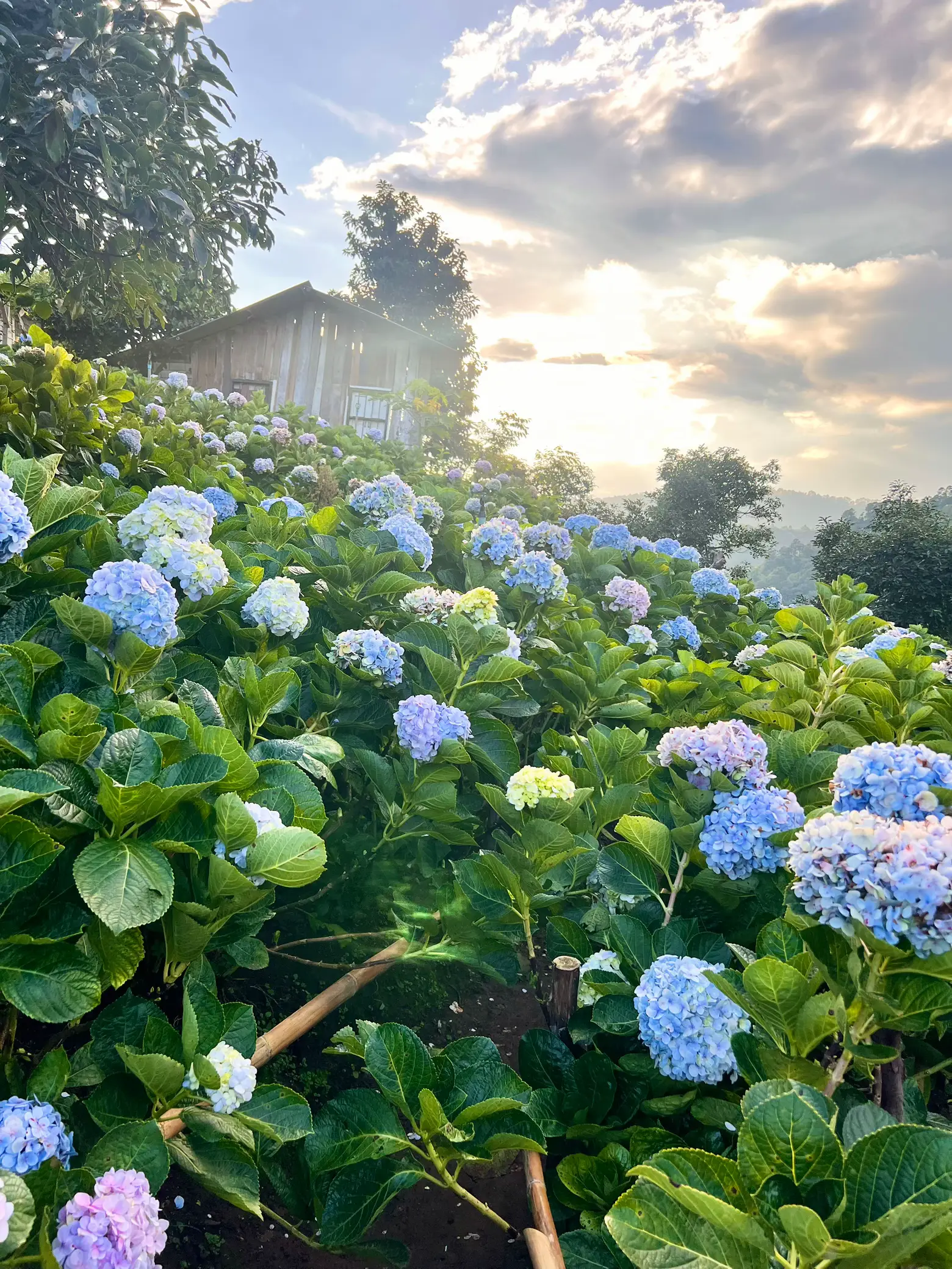 Go to Hydrangea Fields, Chiang Mai 🪻 | Gallery posted by alittledayyy |  Lemon8