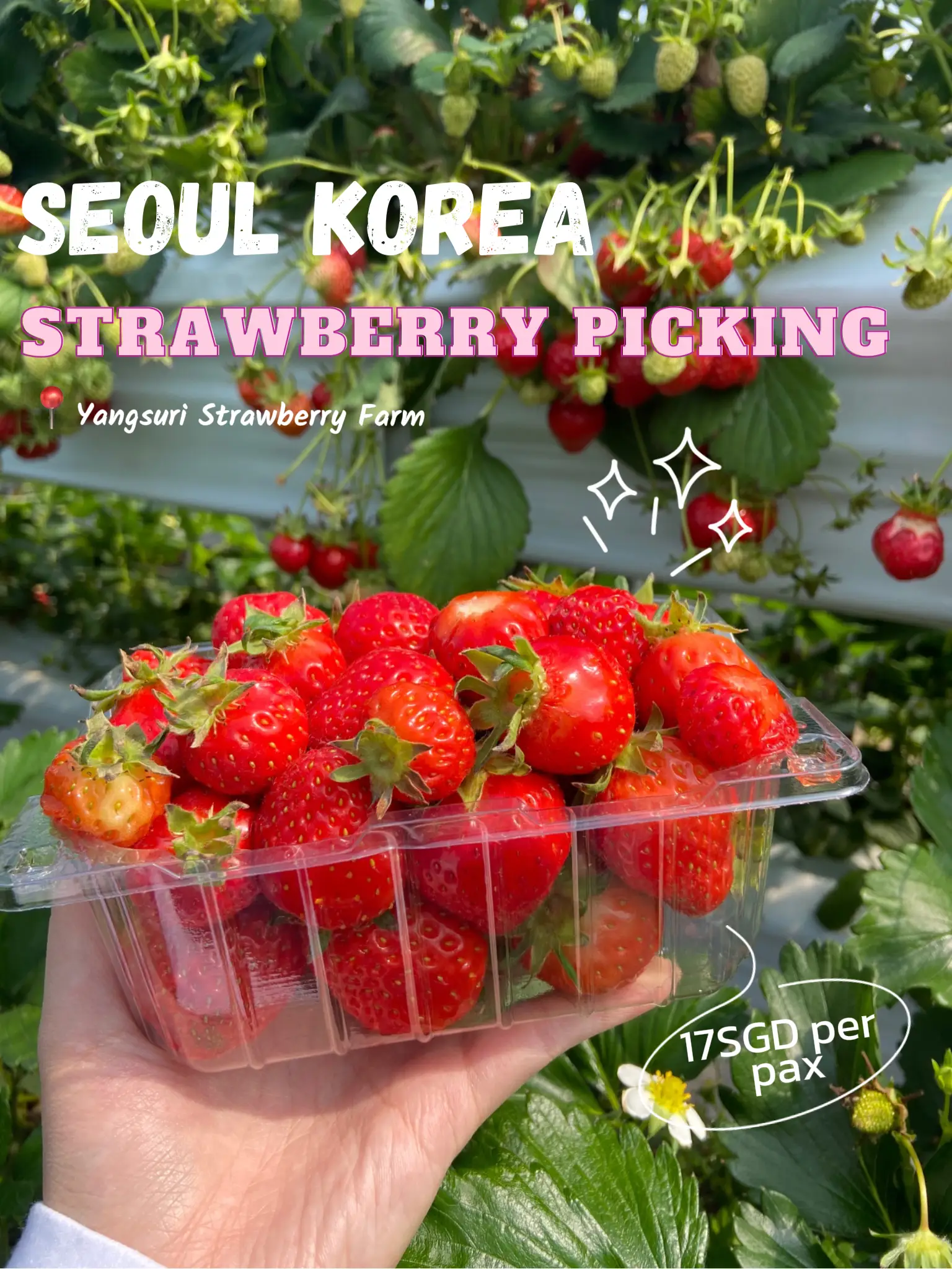 Strawberry Farm in Seoul Korea 🍓 Gallery posted by gina Lemon8