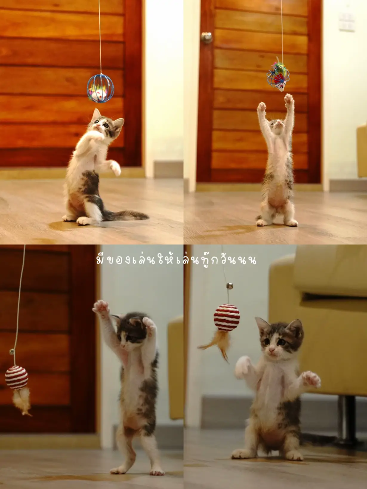 その日の迷子の猫から今日のネズミの家の猫まで。 | pattpattが投稿 