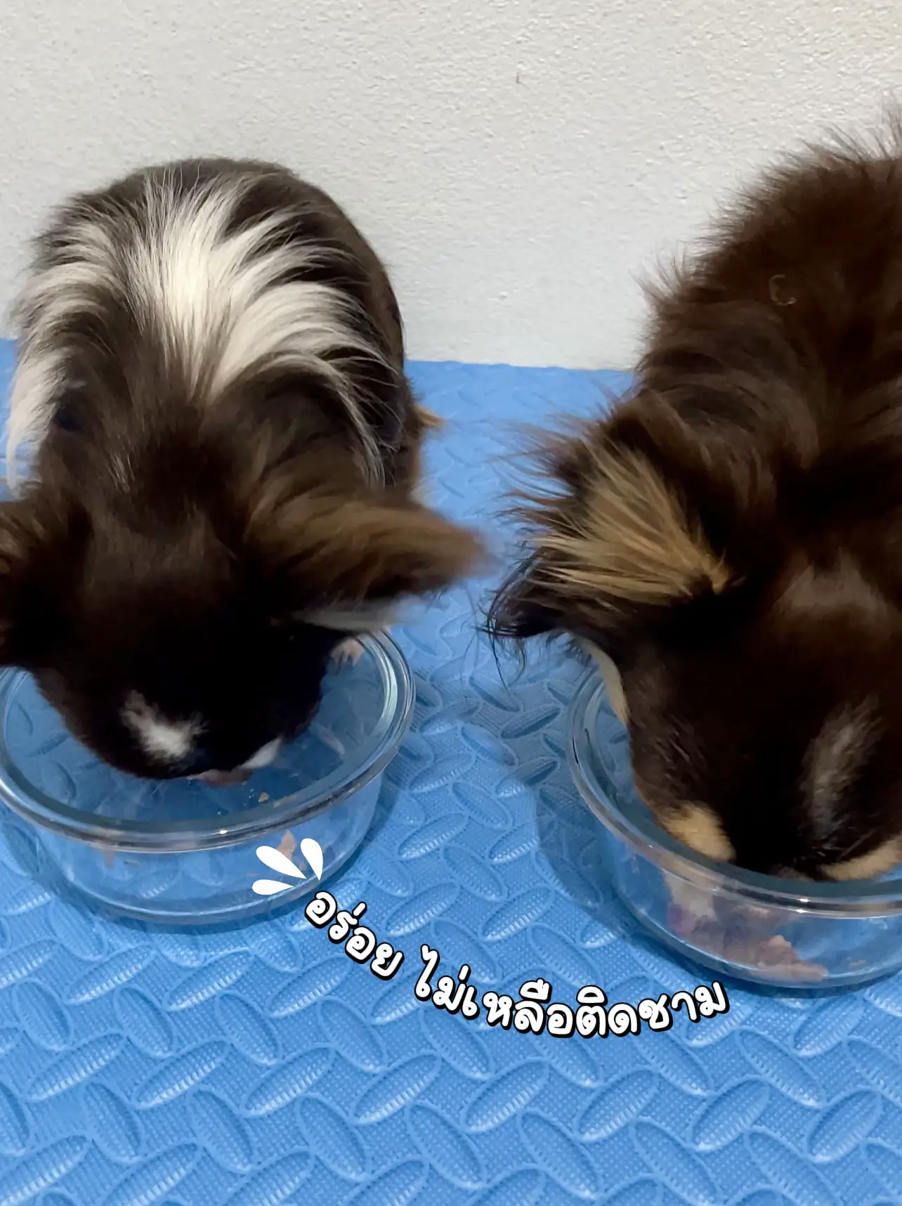 Hercules Dog Food Gallery posted by Machiko Chihome Lemon8