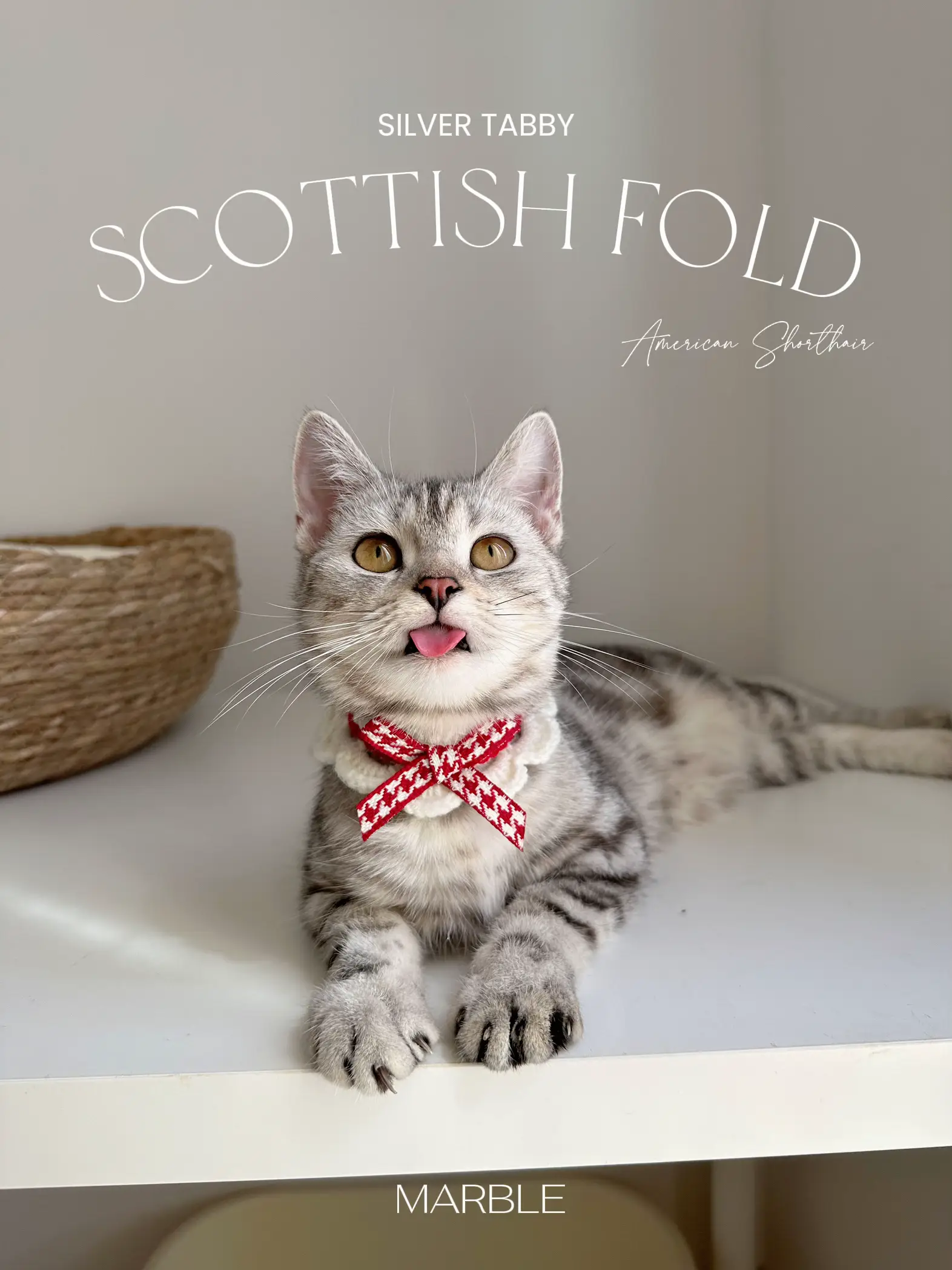 SCOTTISH X AMERICAN SHORTHAIR | แกลเลอรีที่โพสต์โดย maison marble | Lemon8