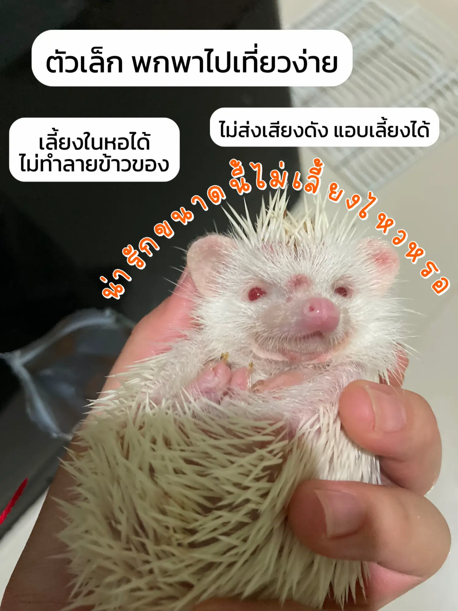 ทำไม😱 ต้องเลี้ยงเม่นแคระะะ | แกลเลอรีที่โพสต์โดย เจ้าเม่นตัวจิ๋ว | Lemon8