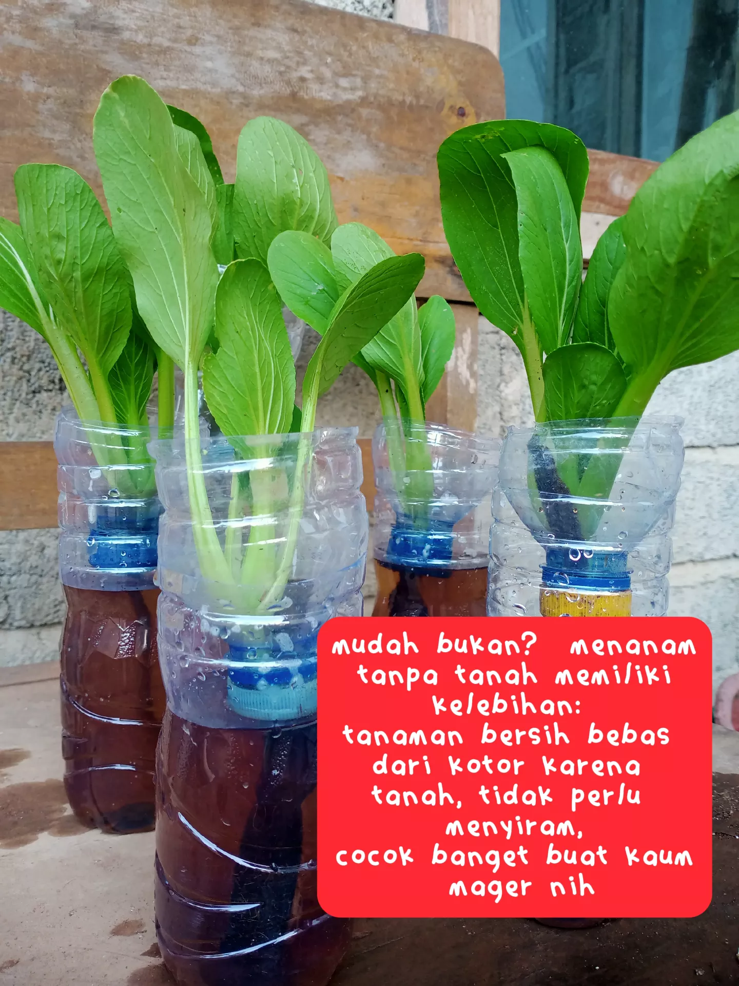 19 ide Tupperware 3 Sekat teratas di 2024