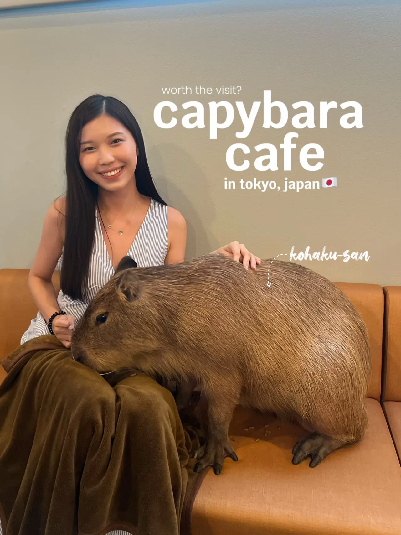 Japan s First ever Capybara Cat Cafe Opens In Tokyo 46 OFF