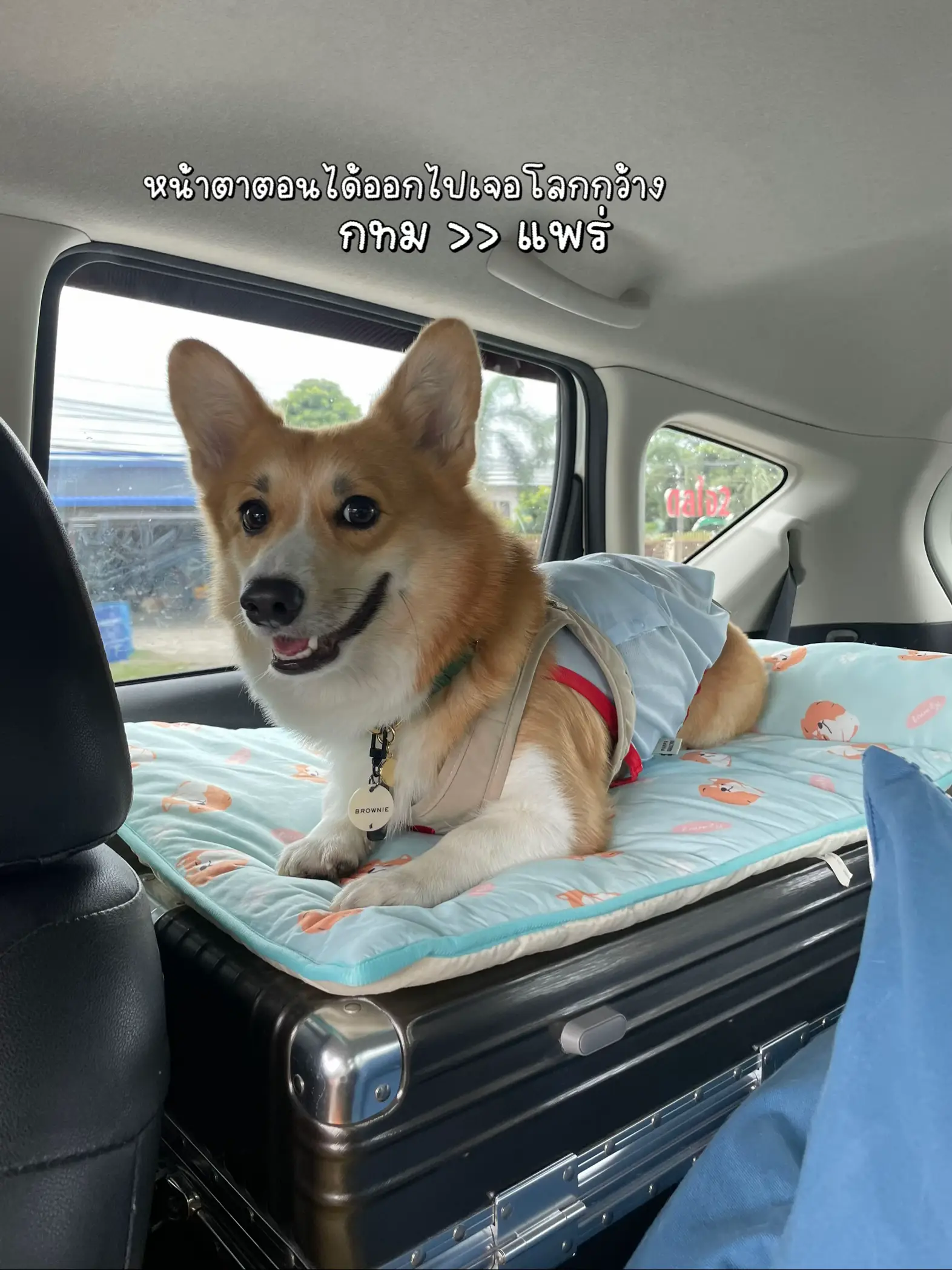 Raising best sale a corgi