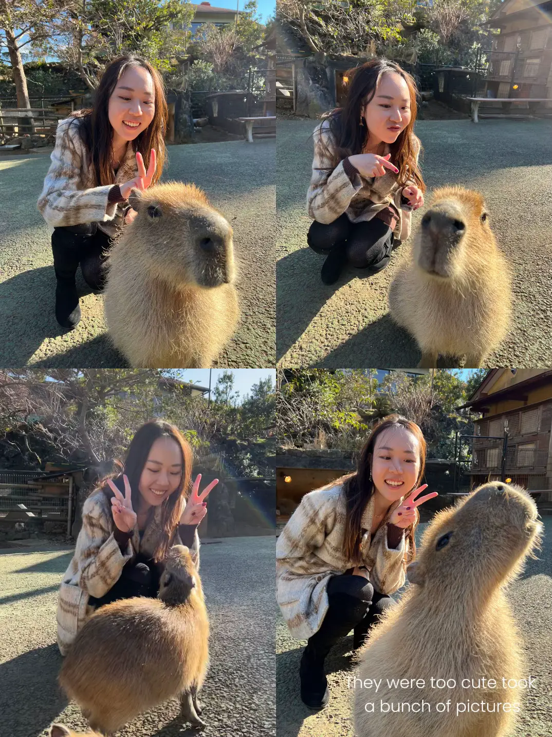 the CUTEST capybara experience!!, Gallery posted by sam ♡